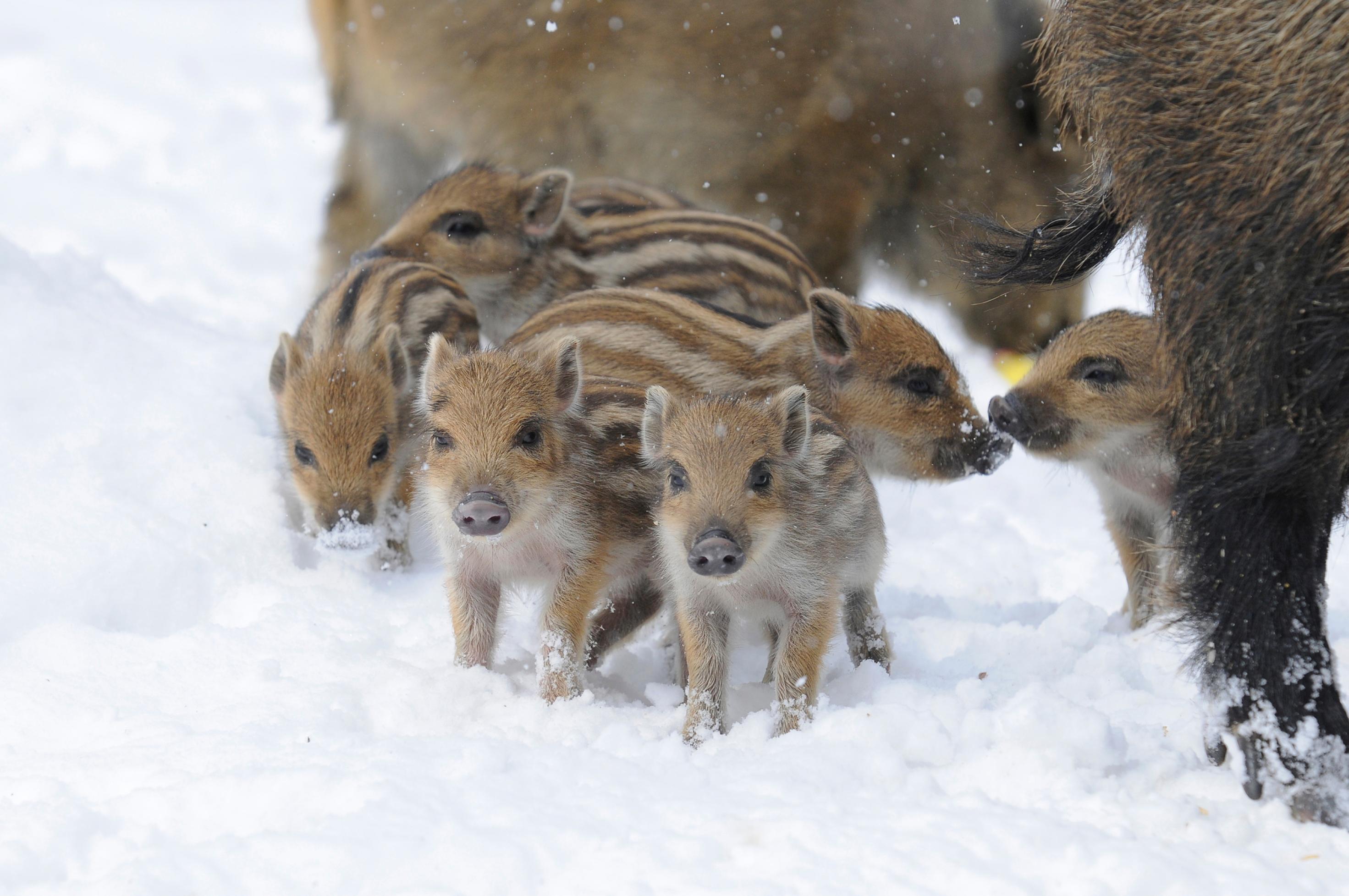 In dichtem Schnee sind sechs hellbraune, am Rücken braunweiß gestreifte Wildschwein-Kinder zu sehen. Zwei blicken neugierig in die Kamera, eines hat Schnee an der Schnauze, zwei beschnüffeln sich. Rechts ist das dunkelbraune Bein der Mutter zu erkennen, im Hintergrund unscharf ein weiteres erwachsenes Wildschwein.