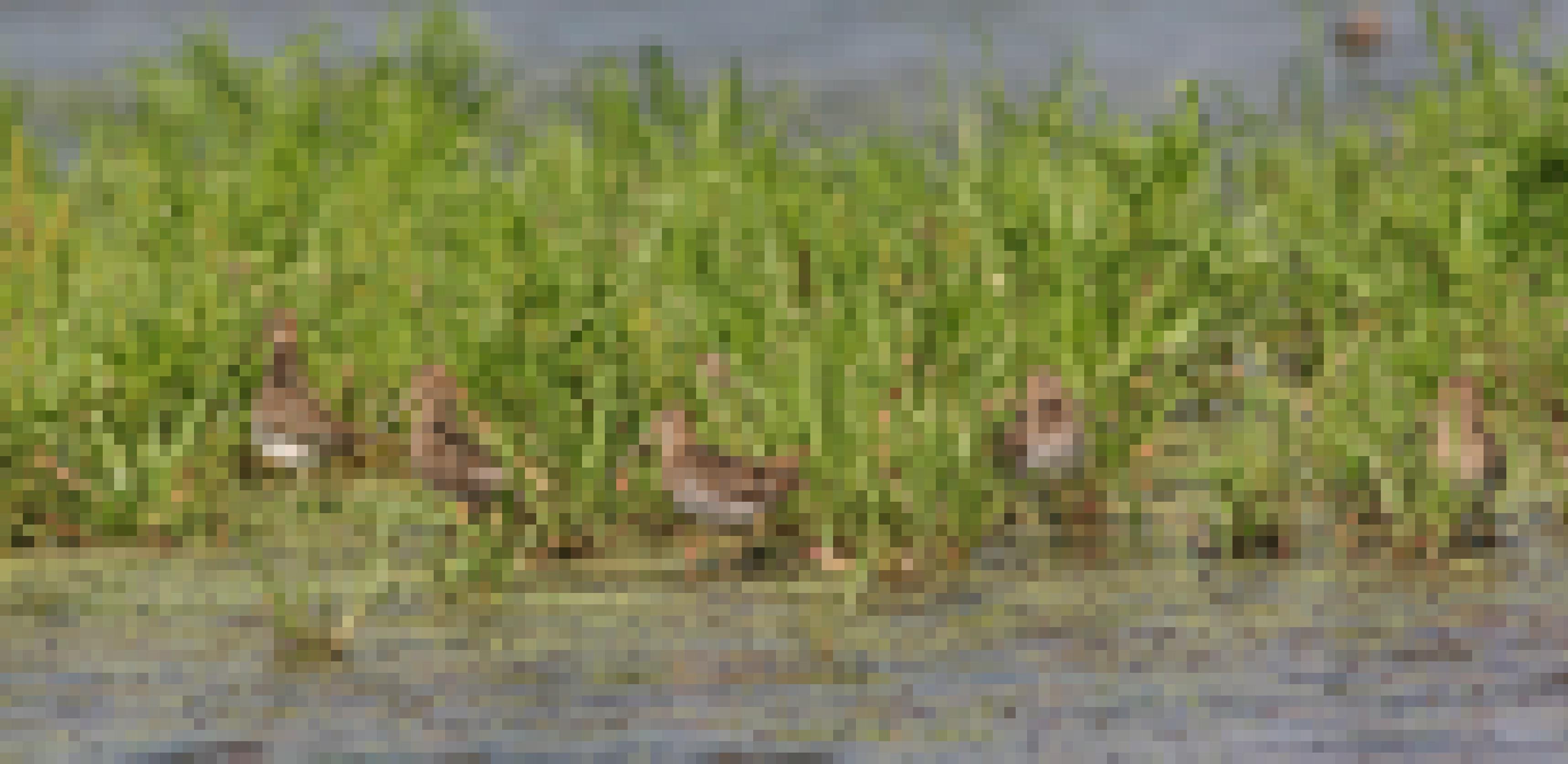 Eine Gruppe Bekassinen im flachen Wasser zwischen Ufervegetation