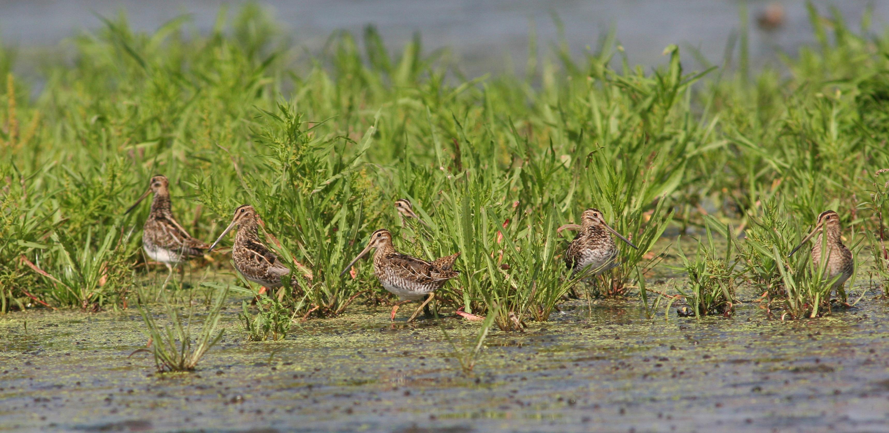 Eine Gruppe Bekassinen im flachen Wasser zwischen Ufervegetation