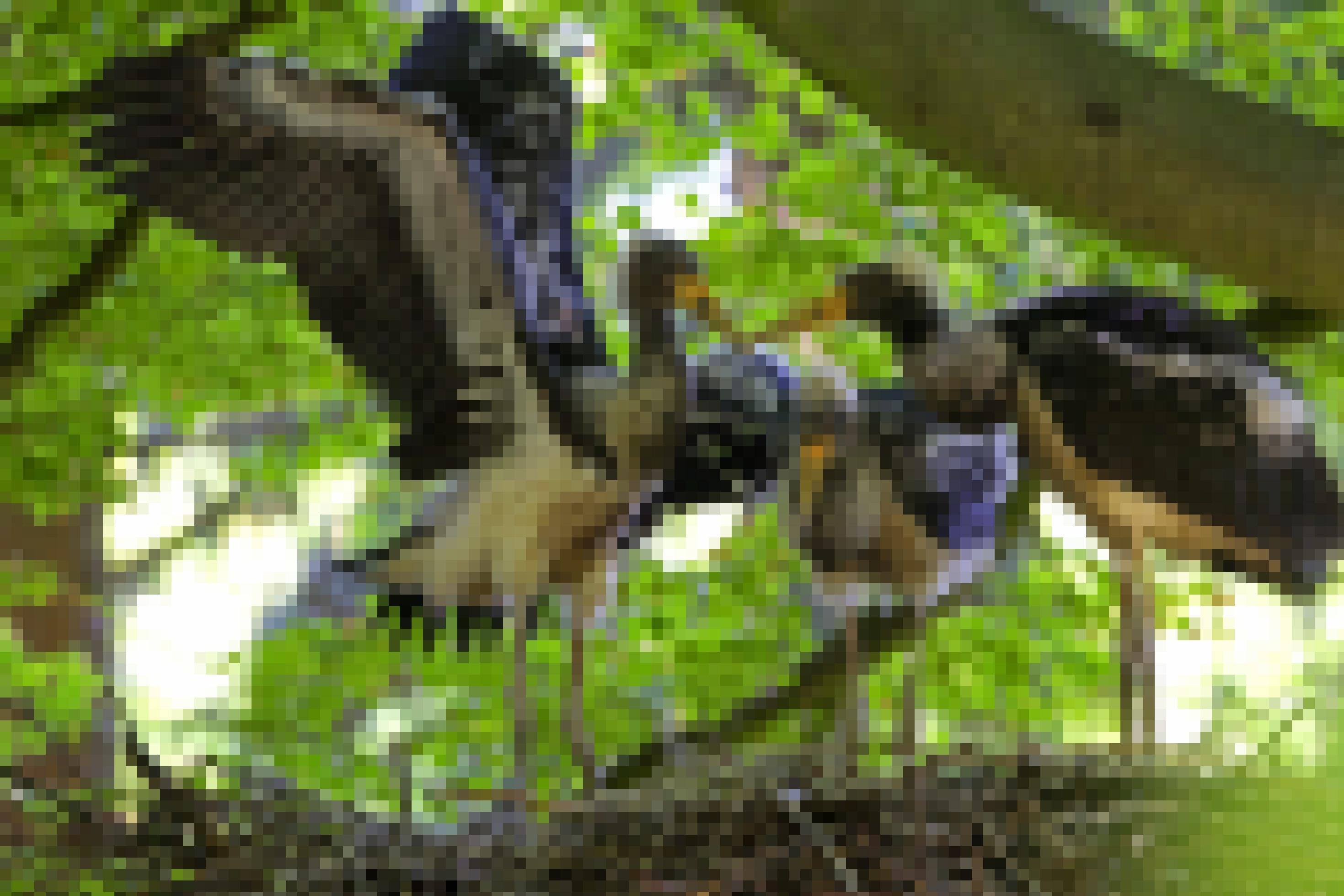 Schwarzstorch-Junge im Nest, kurz vor dem Ausfliegen