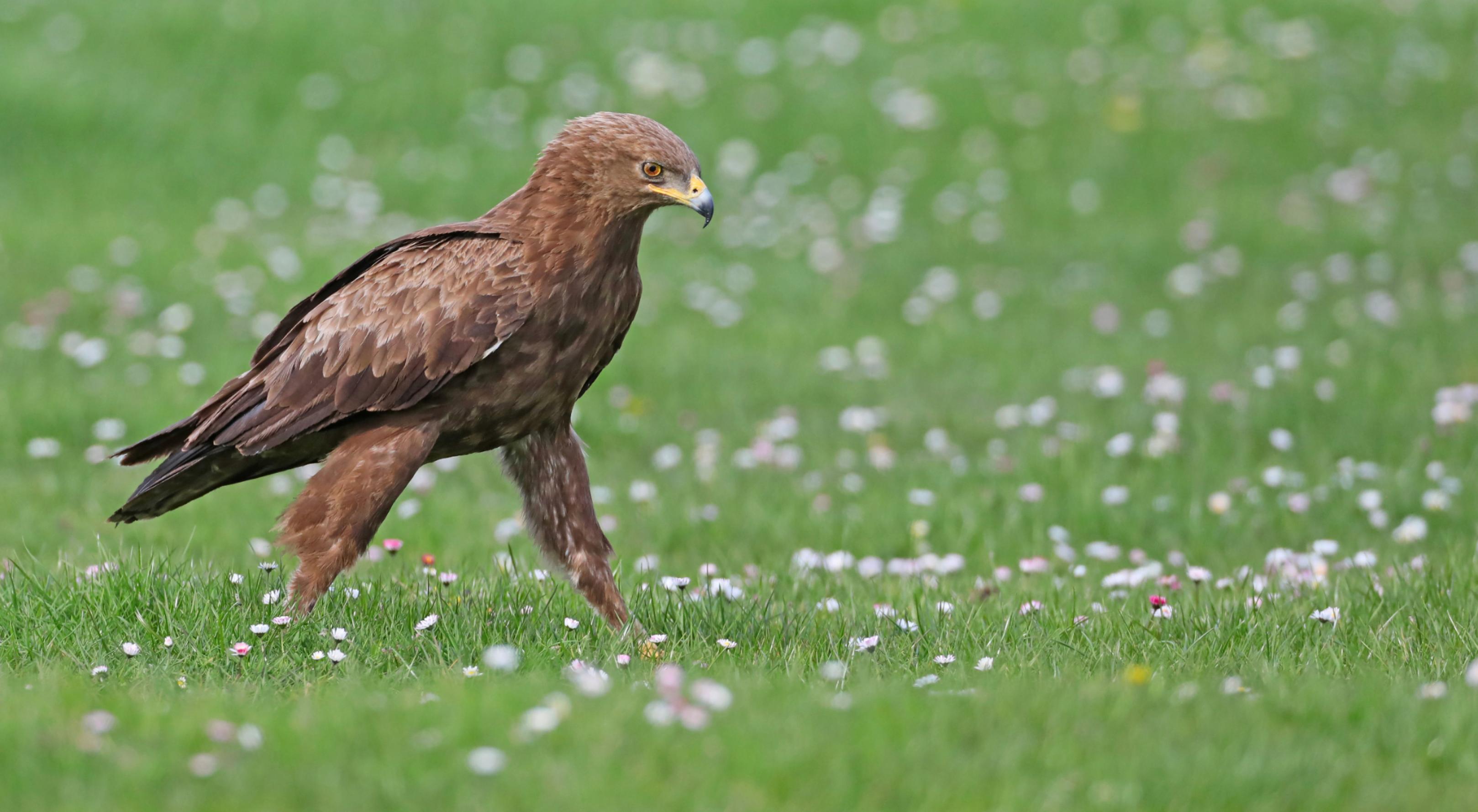 Ein Schreiadler bei der Bodenjagd in einer Wiese