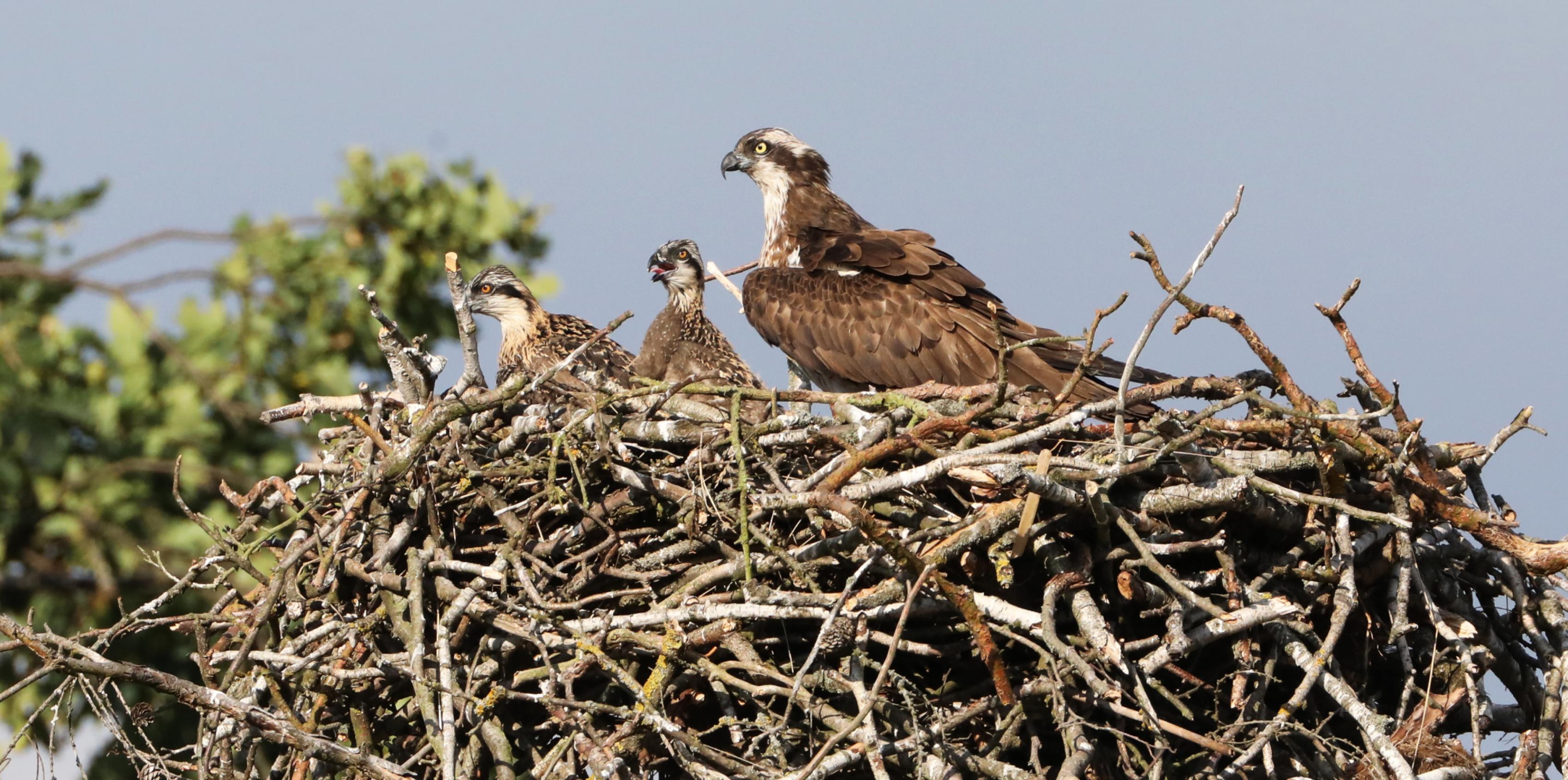 Ein Fischadler mit drei Jungen am Nest