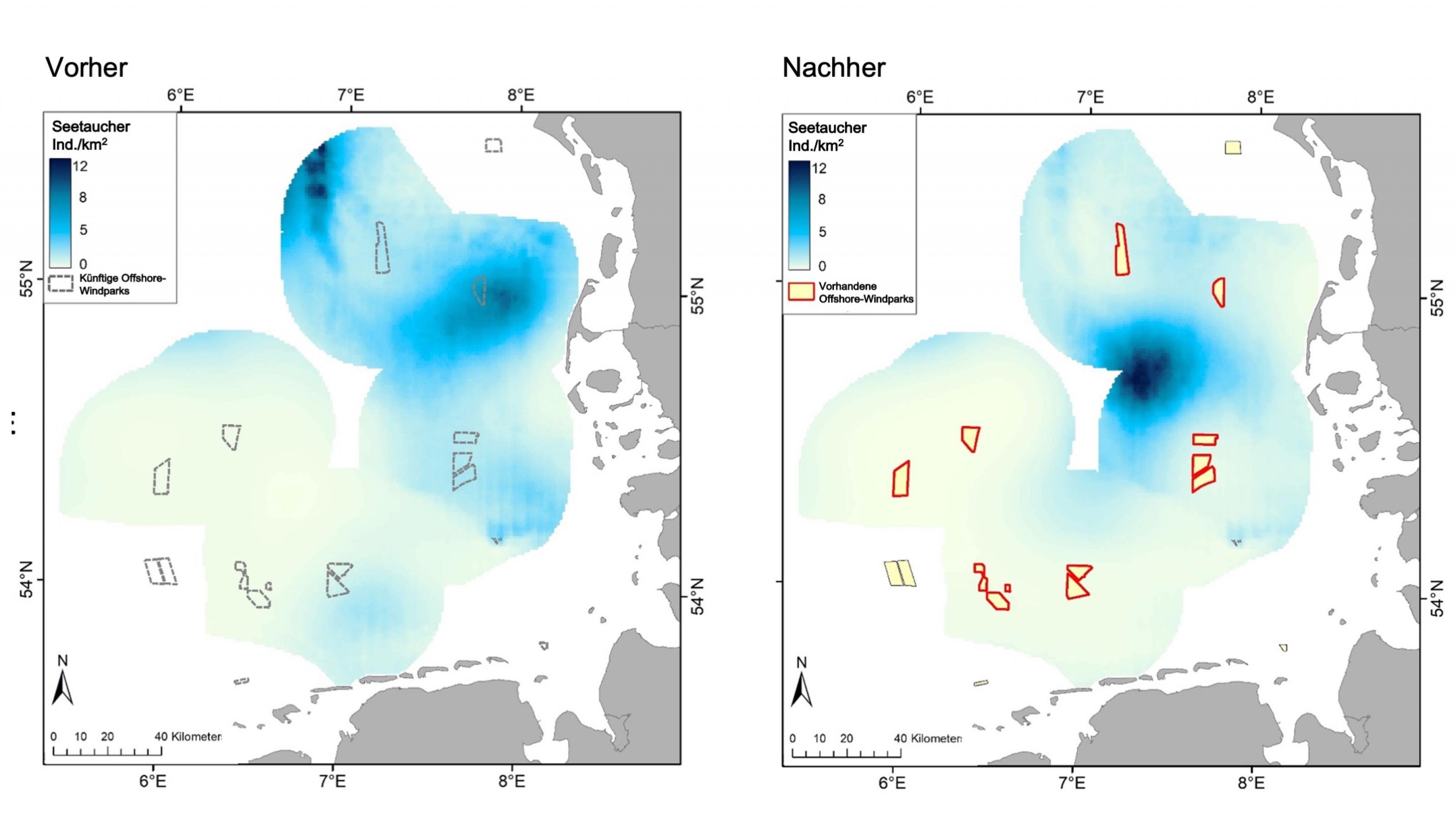 Zwei Landkarten im Vergleich von vor und nach dem Bau der Offshore-Anlagen: Vorher wurden in weiten Teilen der Nordsee Seetaucher beobachtet, nachher konzentrieren sich die Seetaucher auf eine kleine Fläche im Zentrum.