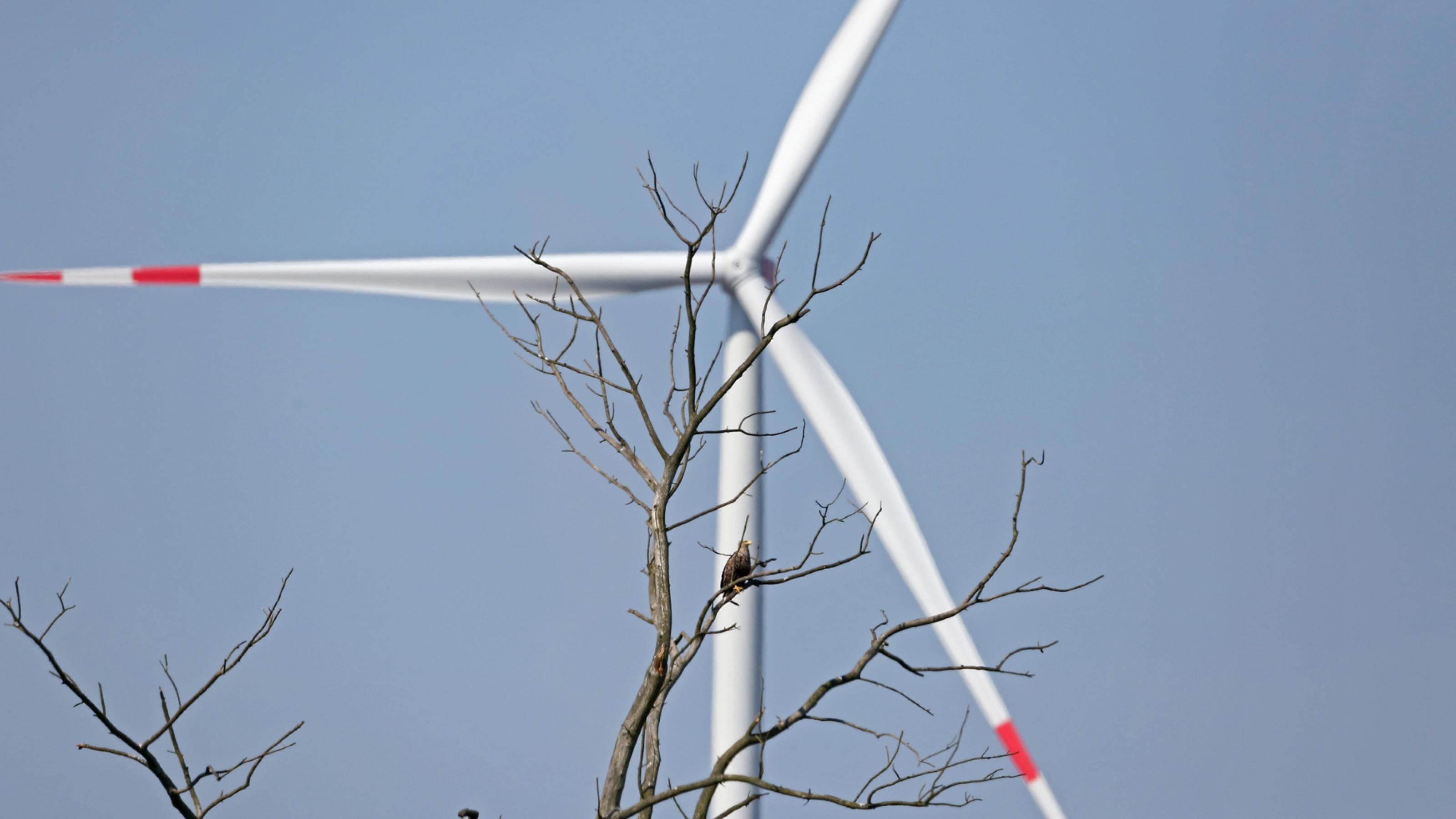 Ein Seeadler sitzt auf einem Baum – dahinter ein riesiges Windrad.