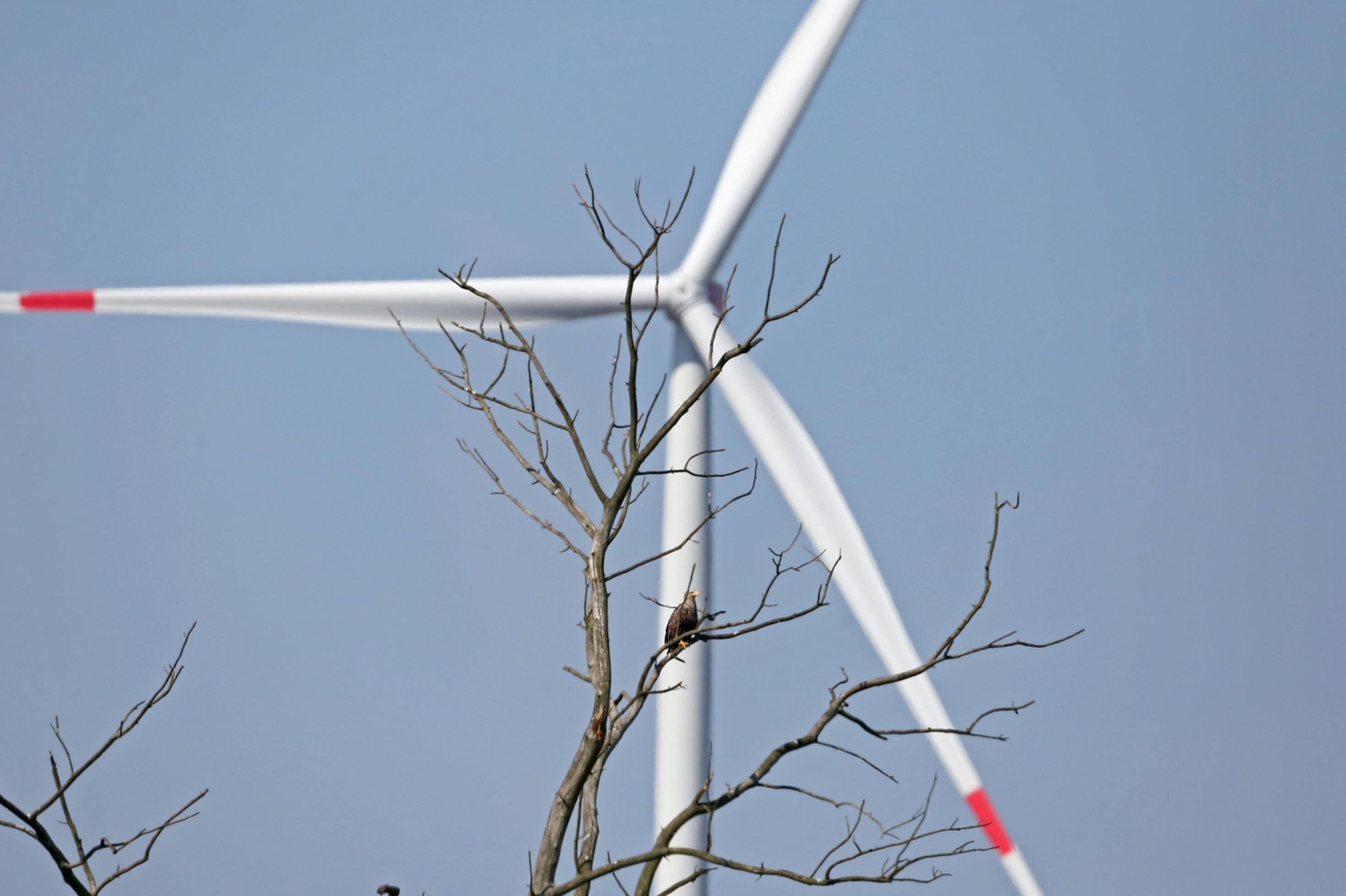Ein Seeadler sitzt auf einem Baum – dahinter ein riesiges Windrad.
