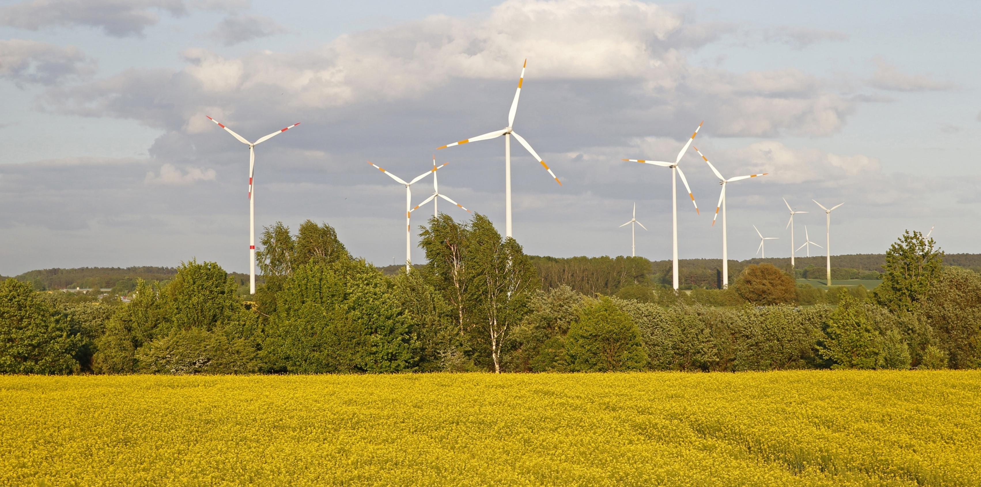 Das Bild zeigt Windräder als Teil eines ganzen Parks solcher Anlagen in einer Agrarlandschaft mit Rapsfeld.