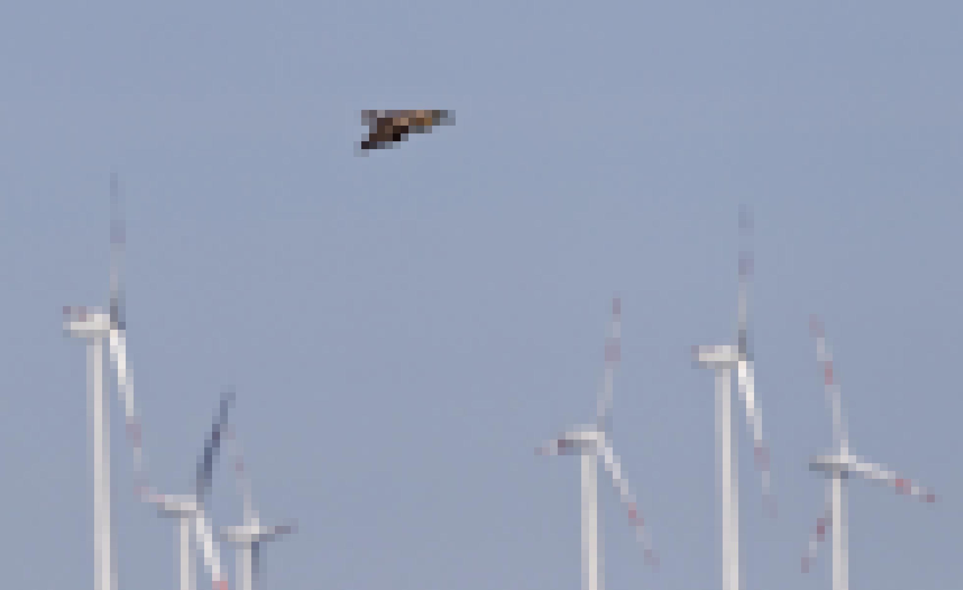 Ein Schreiadler fliegt vor der Kulisse von Windkraftwerken.