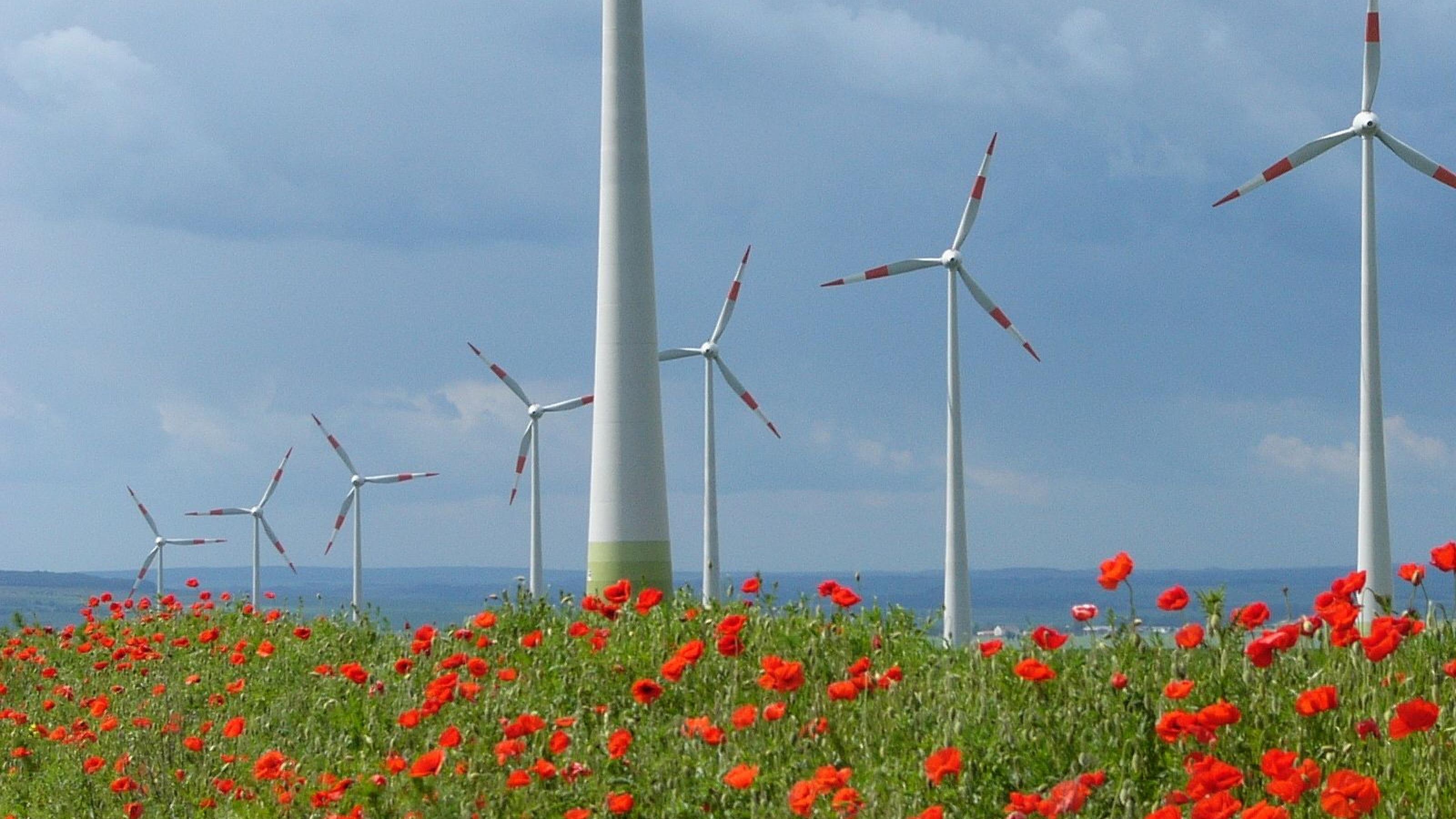 Windpark mit acht Anlagen in einem Feld mit blühendem Mohn