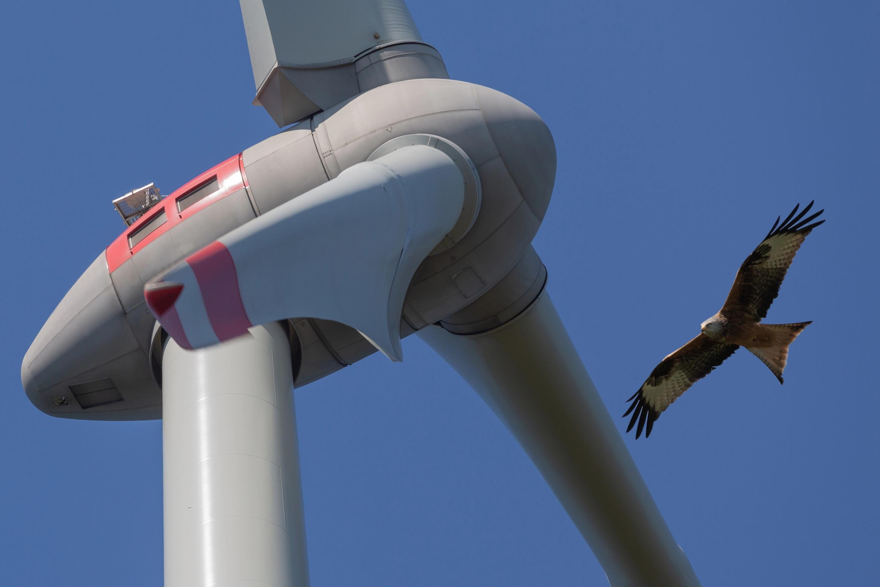 Vor blauem Himmel sieht man die Turbine eines Windrads, rechts danaben die Silhouette eines Greifvogels.