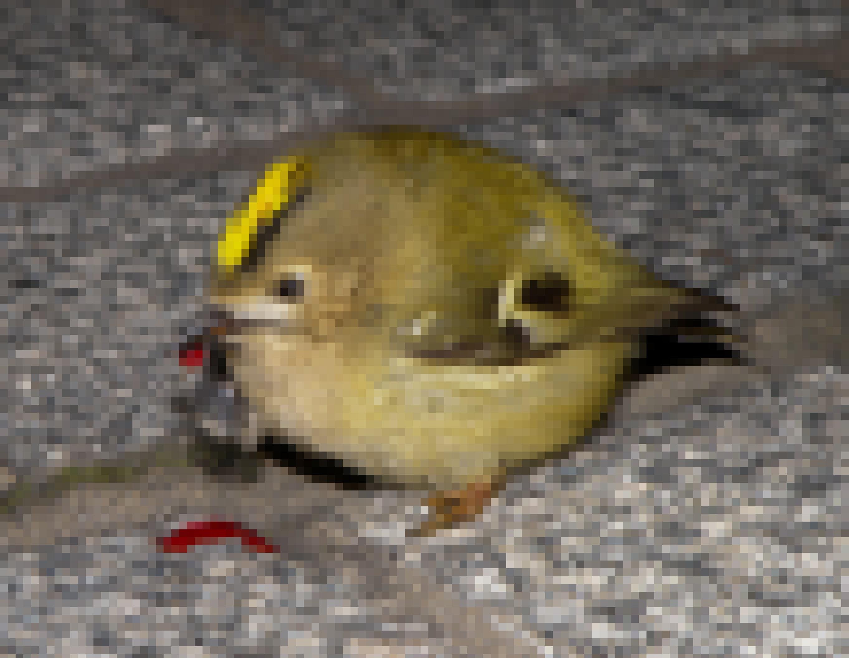 Ein Wintergoldhähnchen sitzt auf dem Boden. Am Schnabel hängt ein Tropfen Blut.
