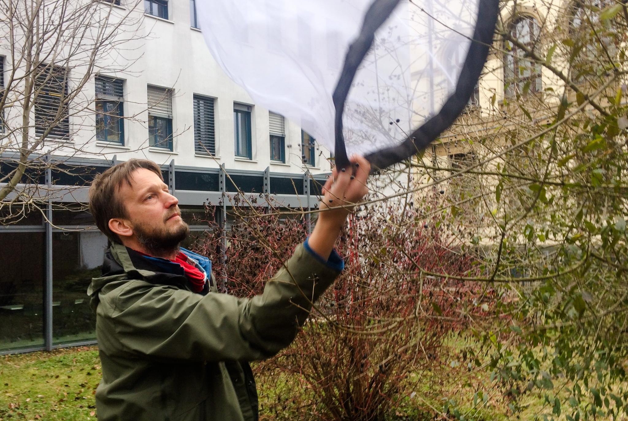 Insekt des Monats Februar: Wintermücken mögen es kalt