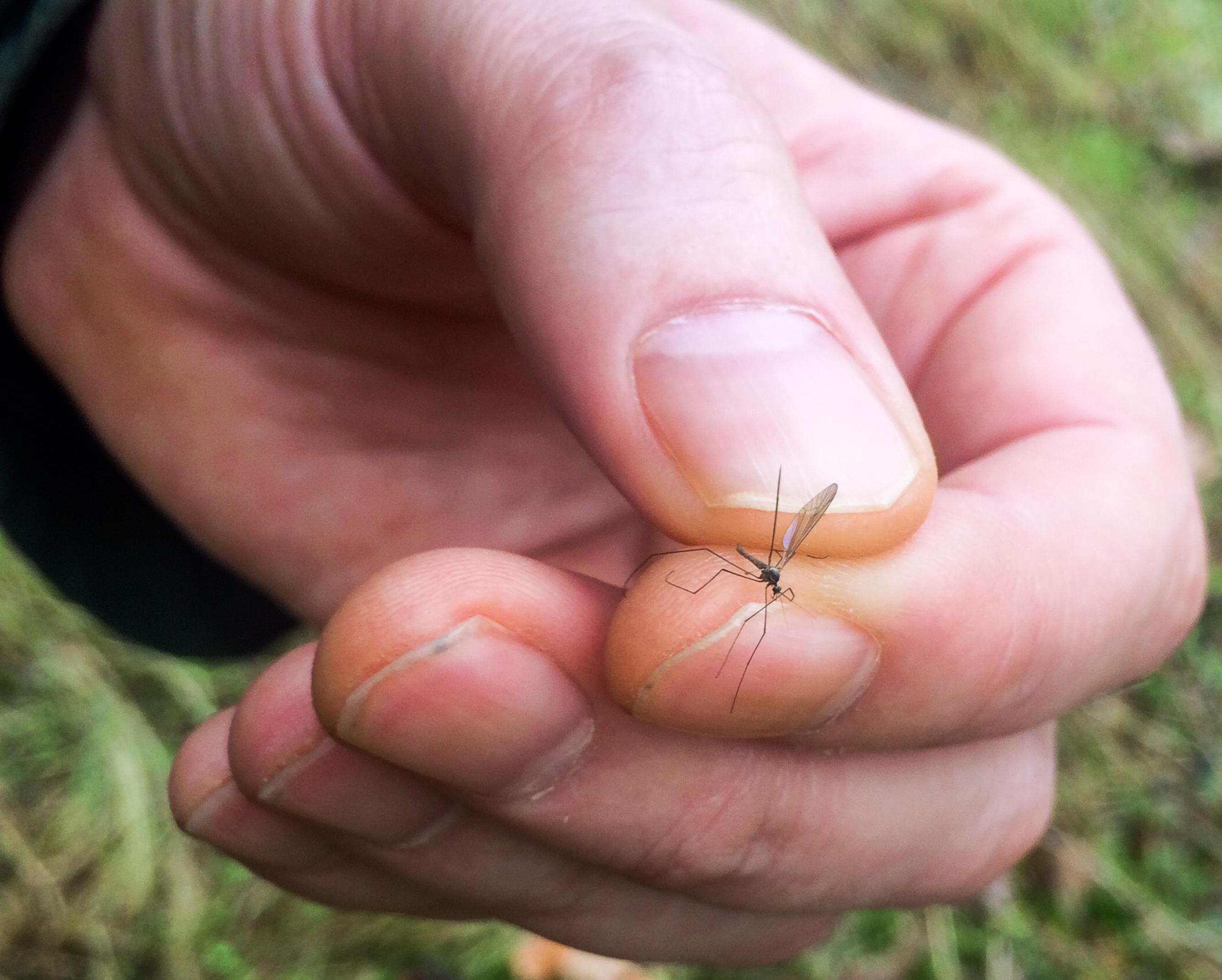 Eine Hand, die eine Mücke zwischen Daumen und Zeigefinger hält.