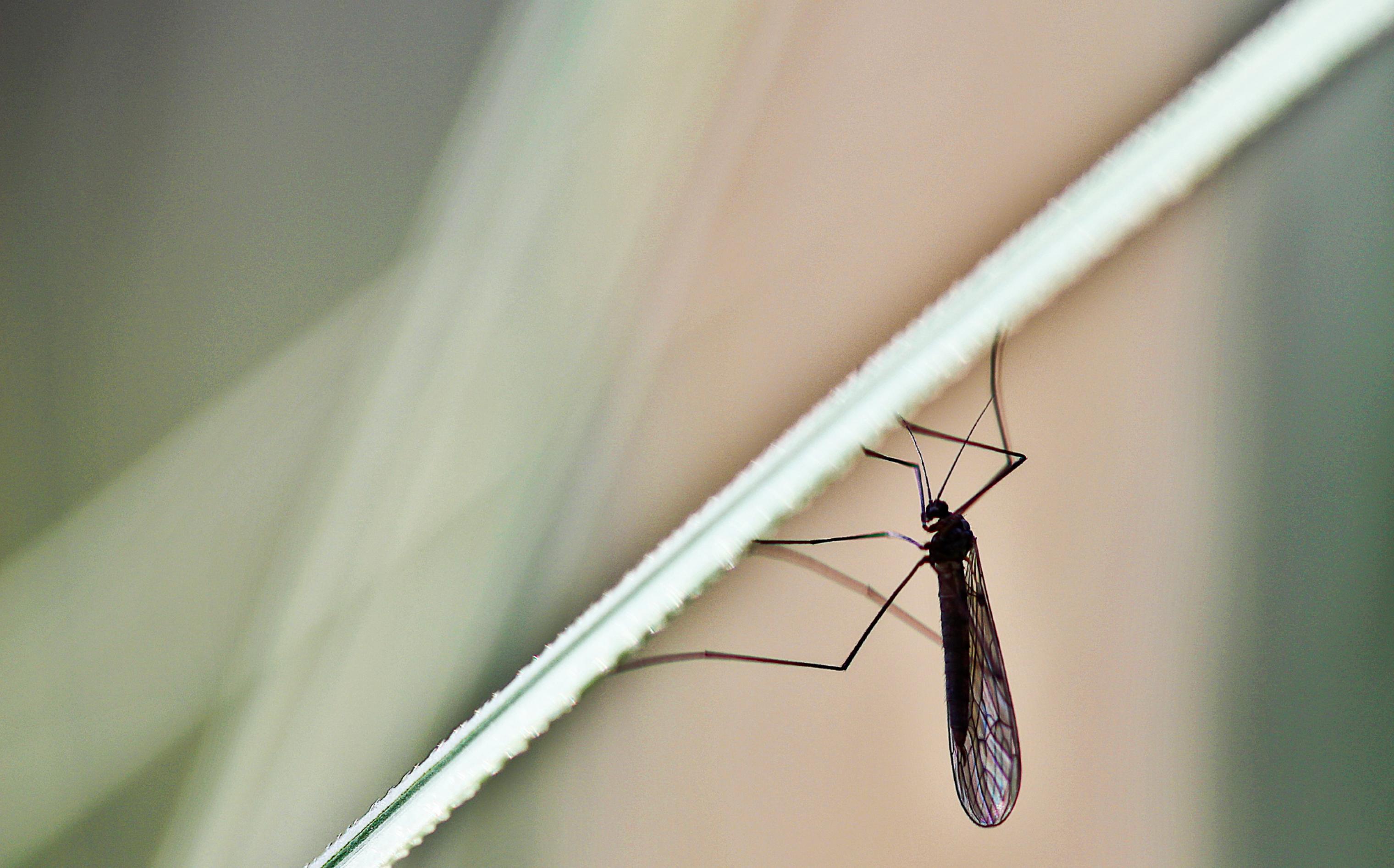 Eine Mücke im Gegenlicht auf einem Halm.