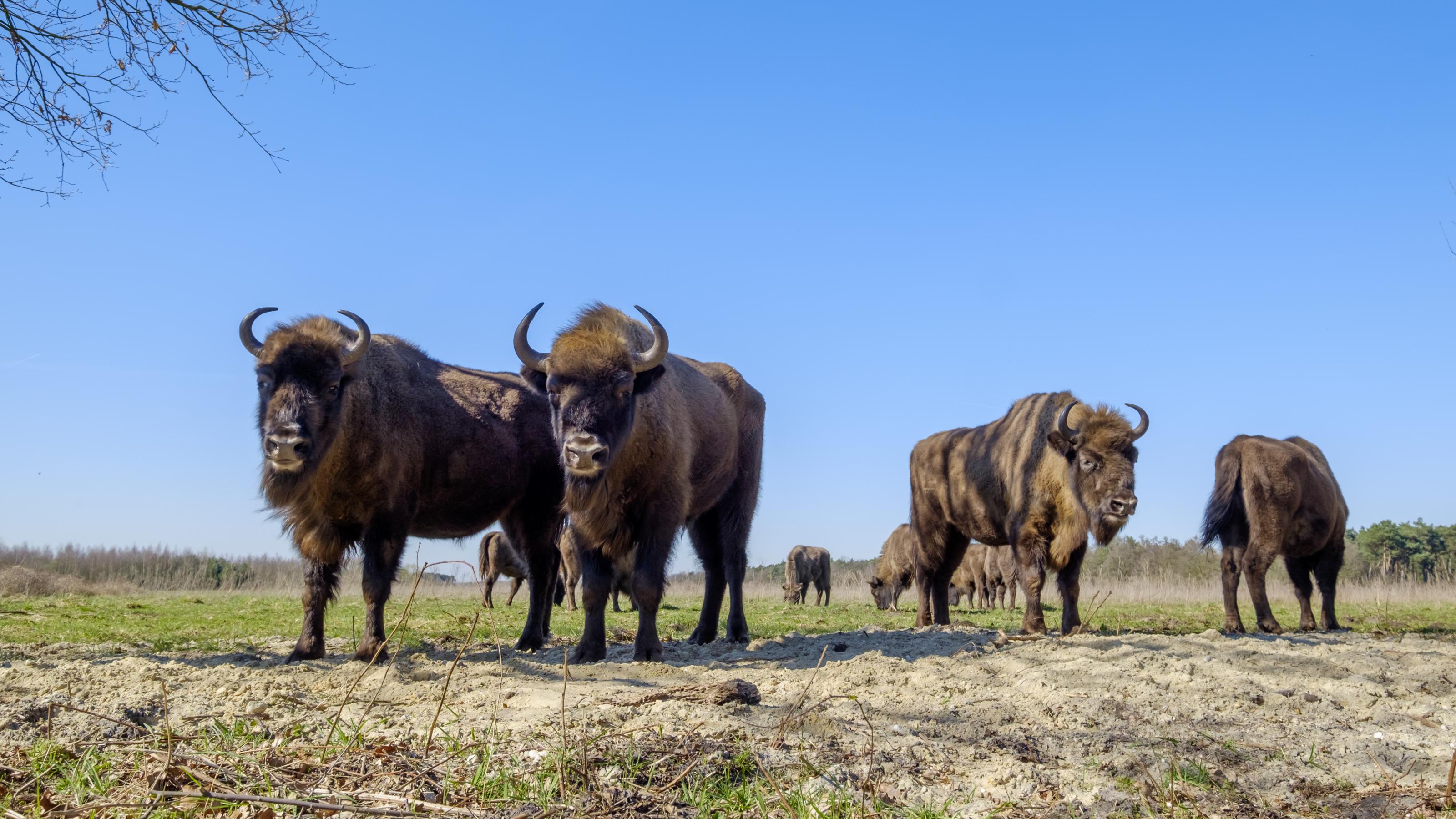 a wisent The European bison stands in the natural park of the Maashorst, Netherlands