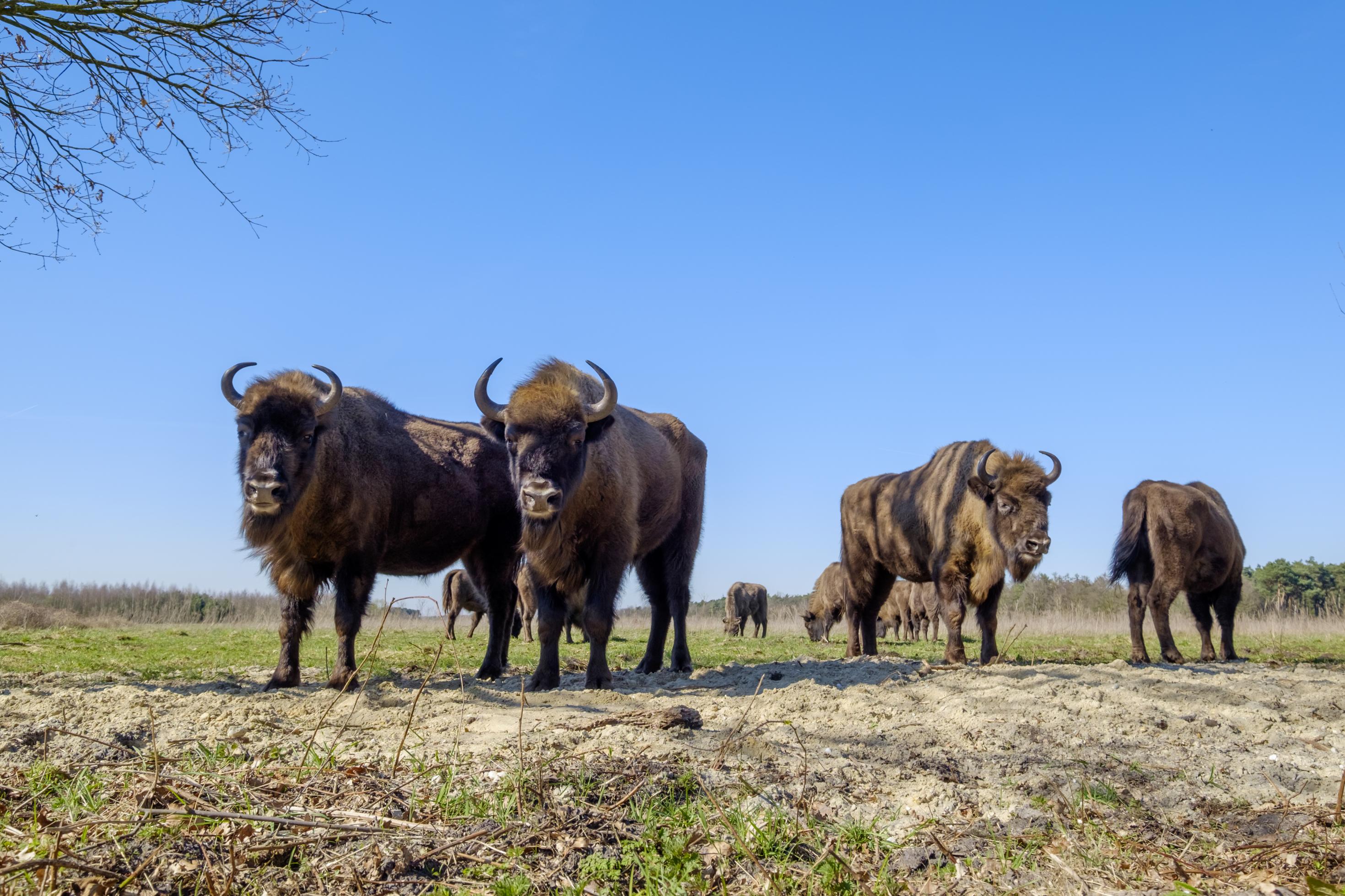 a wisent The European bison stands in the natural park of the Maashorst, Netherlands