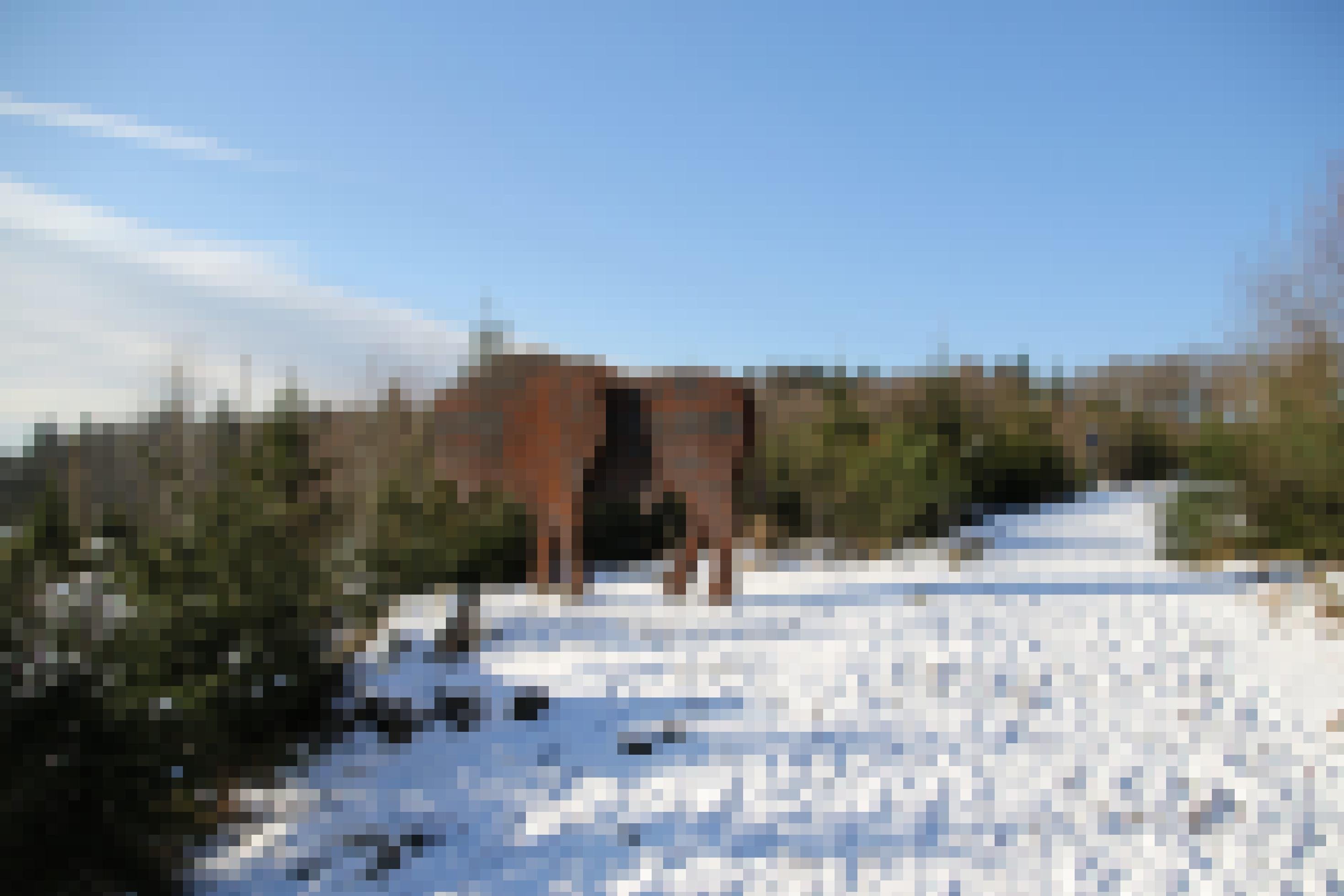 Wisent-Skulptur in schneebedeckter Landschaft