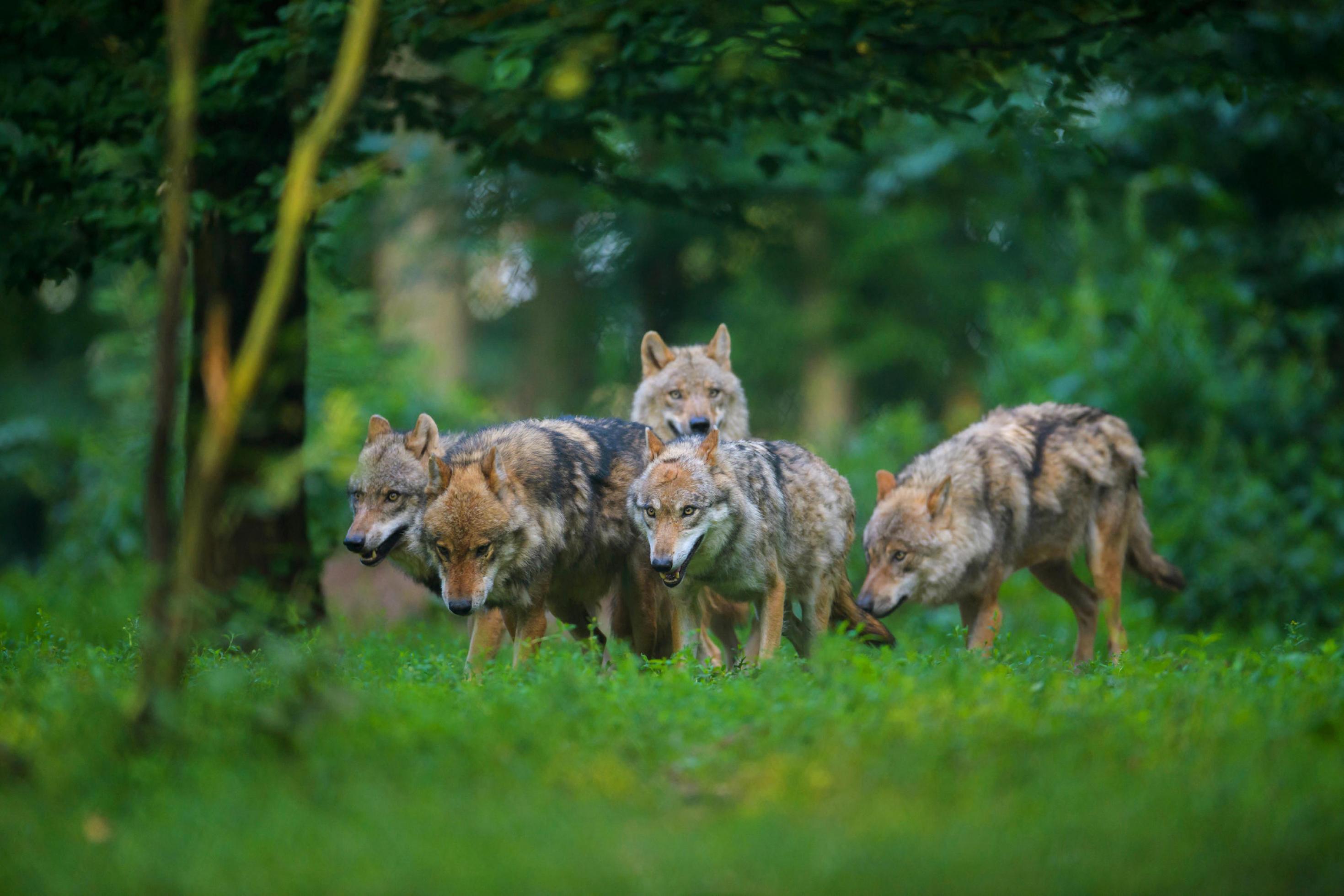 Europaeischer Wolf, Europaeischer Grauwolf, Gewoehnlicher Wolf, Gemeiner Wolf (Canis lupus lupus), Rudel im Wald, Deutschland | European gray wolf (Canis lupus lupus), pack in forest, Germany | BLWS528855.jpg [ © blickwinkel/R. Linke Tel. +49 (0)2302–2793220, E-mail: info@blickwinkel.de, Internet: www.blickwinkel.de; Veroeffentlichung nur gegen Honorar, Urhebervermerk und Belegexemplar; Konto: Sparkasse Witten, BLZ 452 500 35, Konto-Nr. 140 357 60]