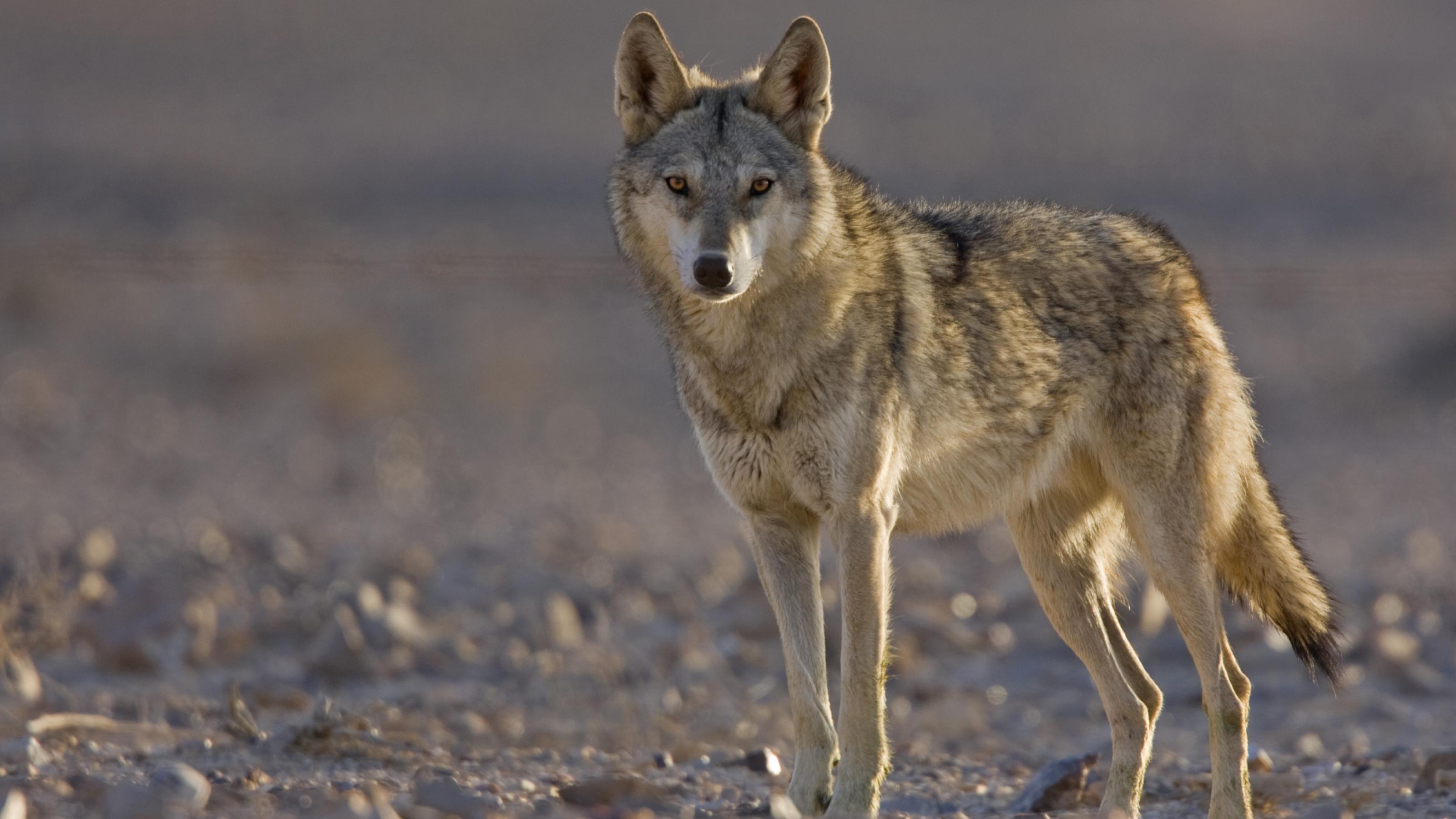 Ein Wolf im Freiland