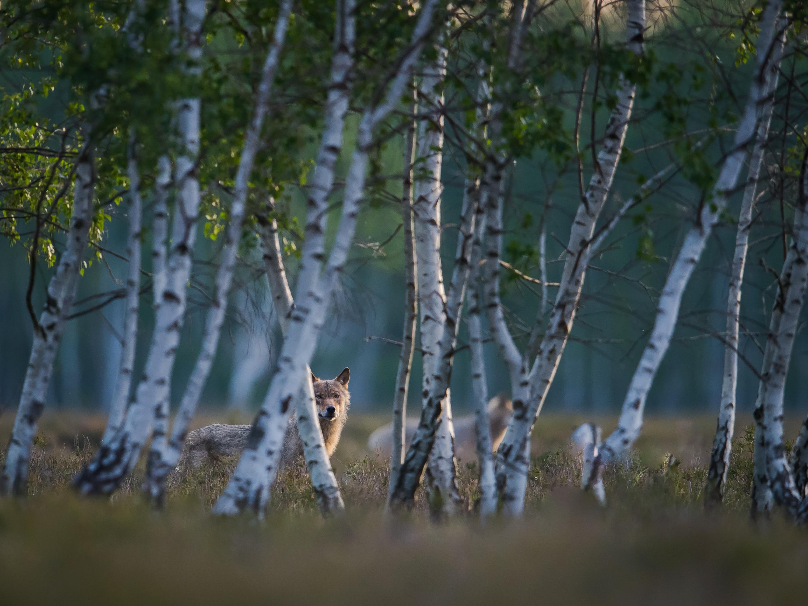 Wolf hinter Birken