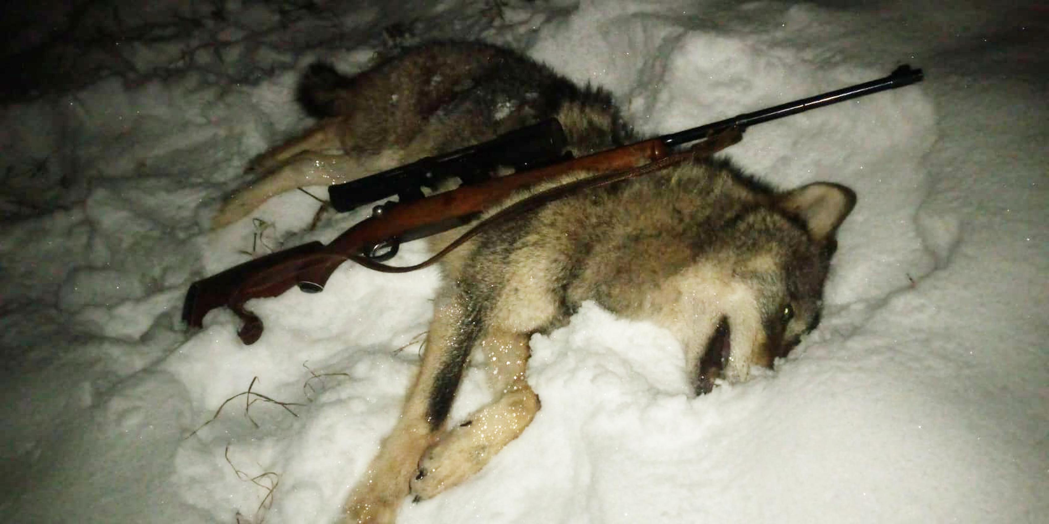 Ein frisch geschossener Wolf liegt im Schnee, auf ihm das Gewehr des Jägers