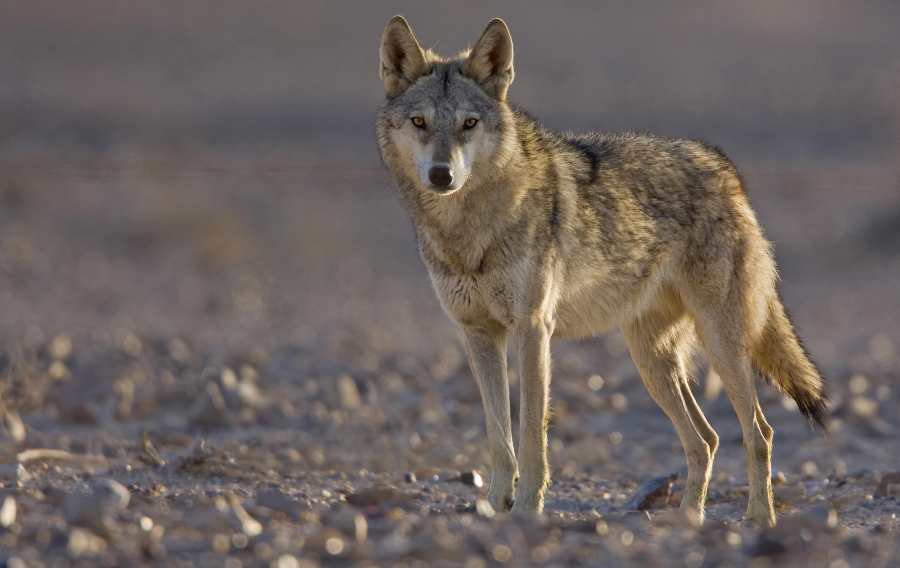 Ein Wolf in der israelischen Steinwüste