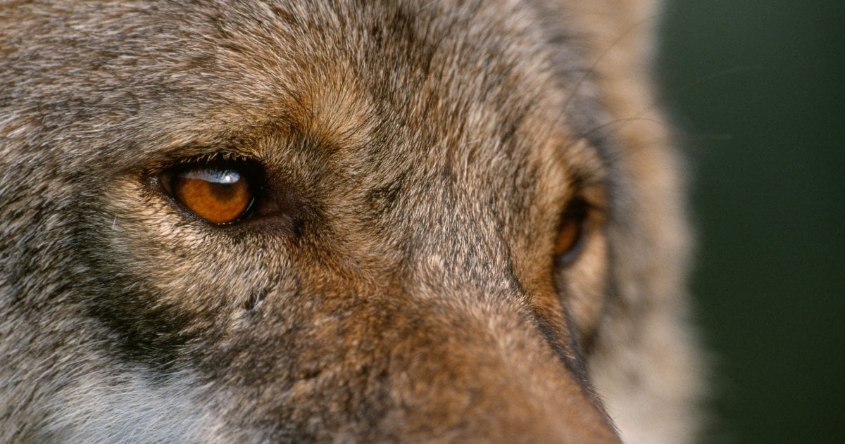 Umweltverbände: Neues Wolfs-Jagdgesetz gefährdet Comeback