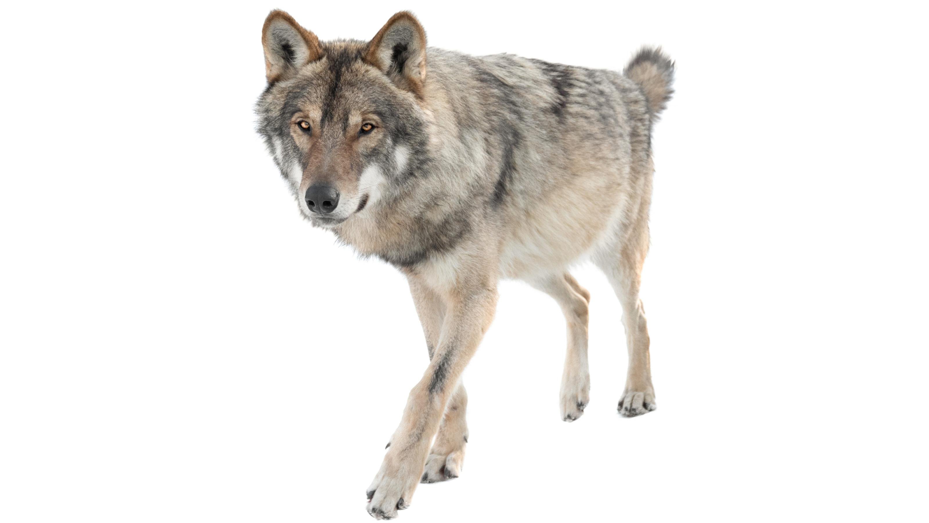 Ein Wolf vor freigestelltem Hintergrund
