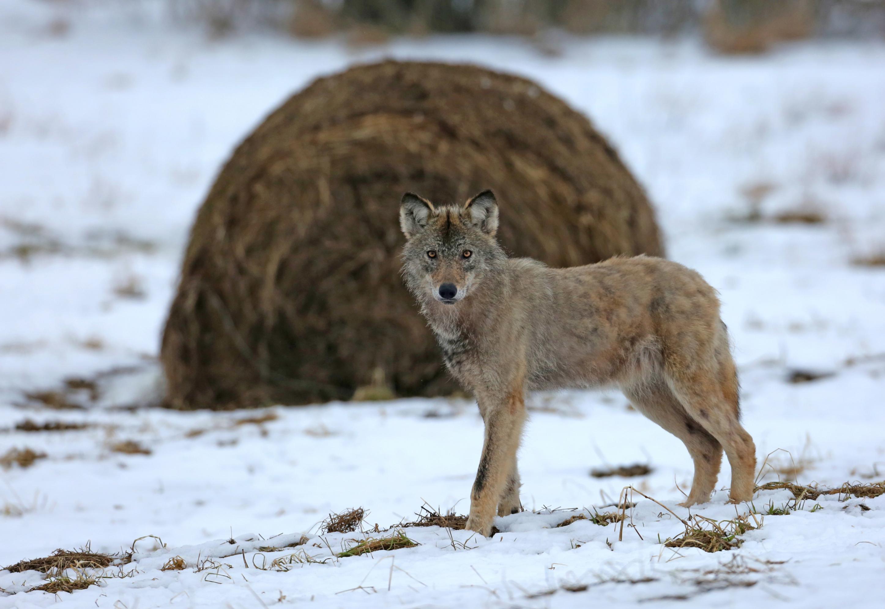 Ein Wolf vor einem Heuballen