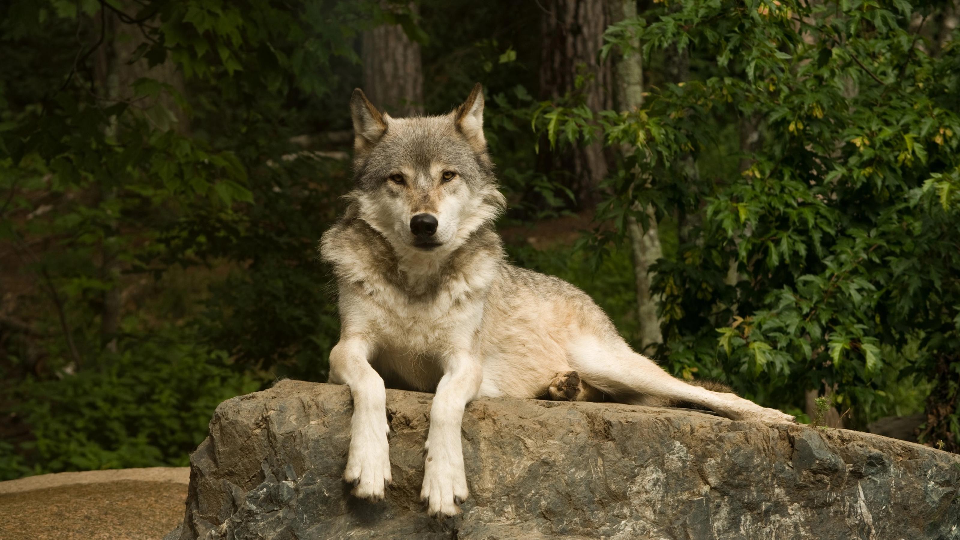 Ein Wolf sitzt auf einem Stein, seine Pfoten hängen lässig hinab, er schaut direkt in die Kamera.
