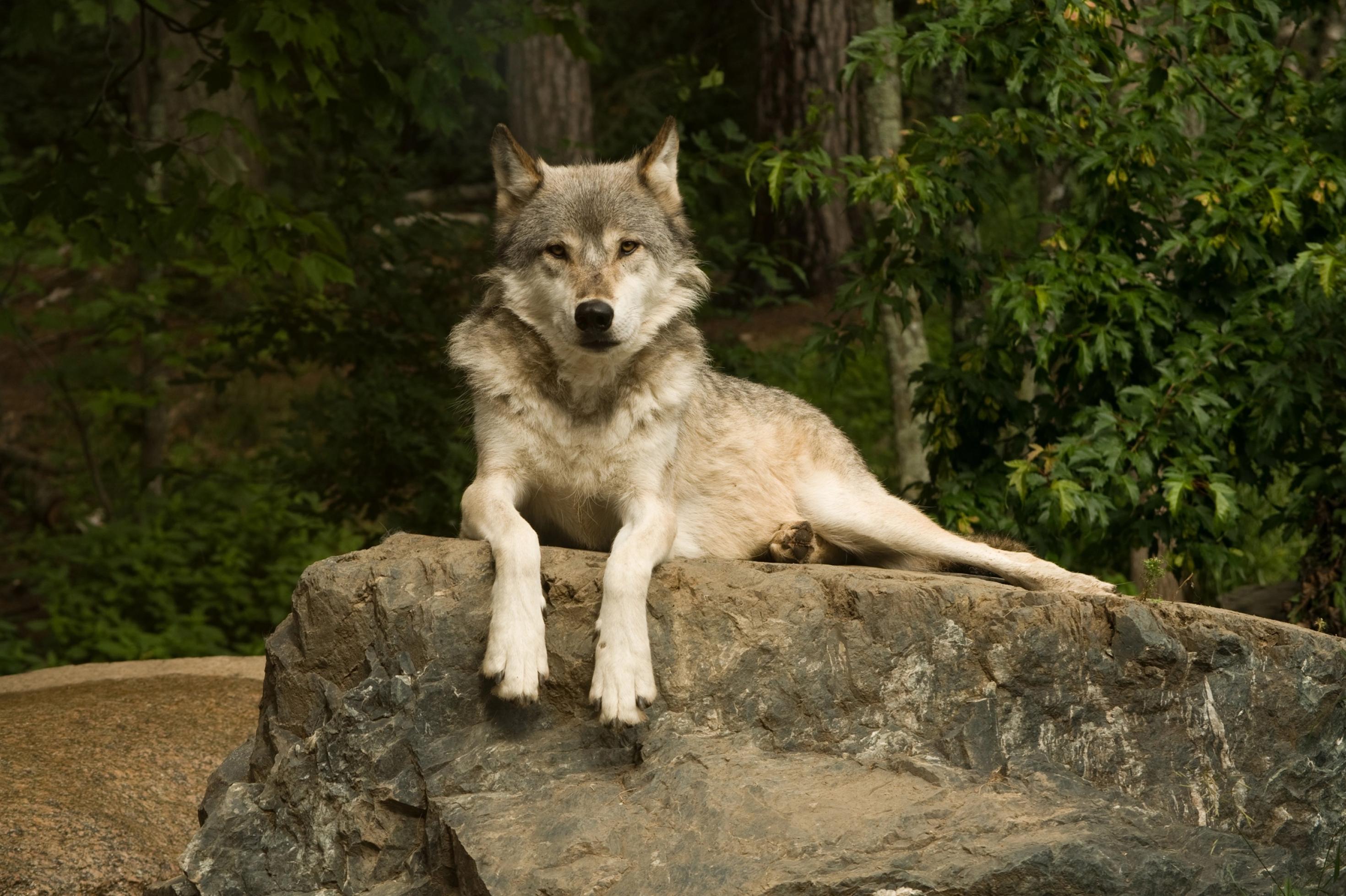 Ein Wolf sitzt auf einem Stein, seine Pfoten hängen lässig hinab, er schaut direkt in die Kamera.