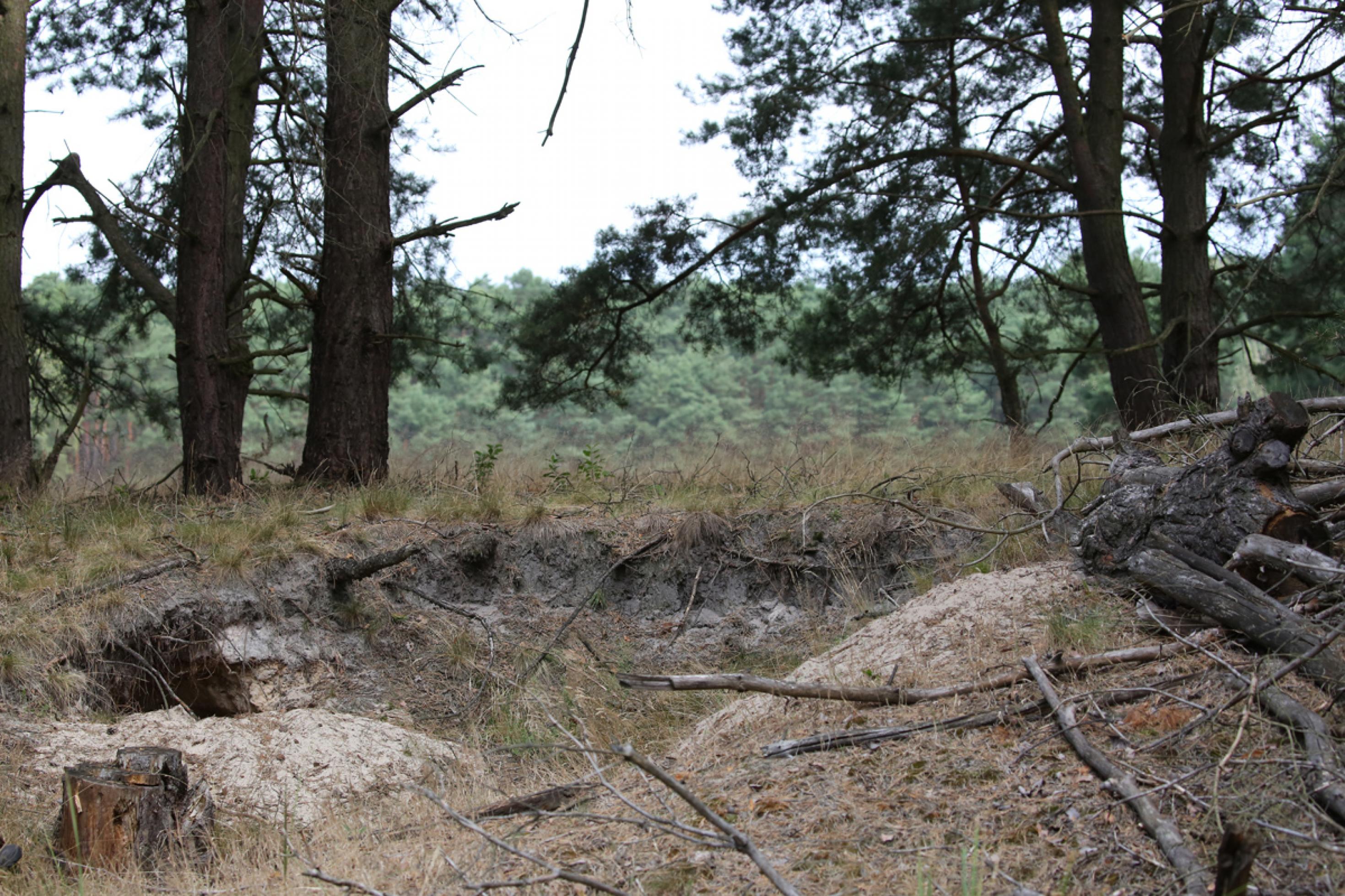 Ein Wolfsbau am Rande eines Waldes in Brandenburg, 