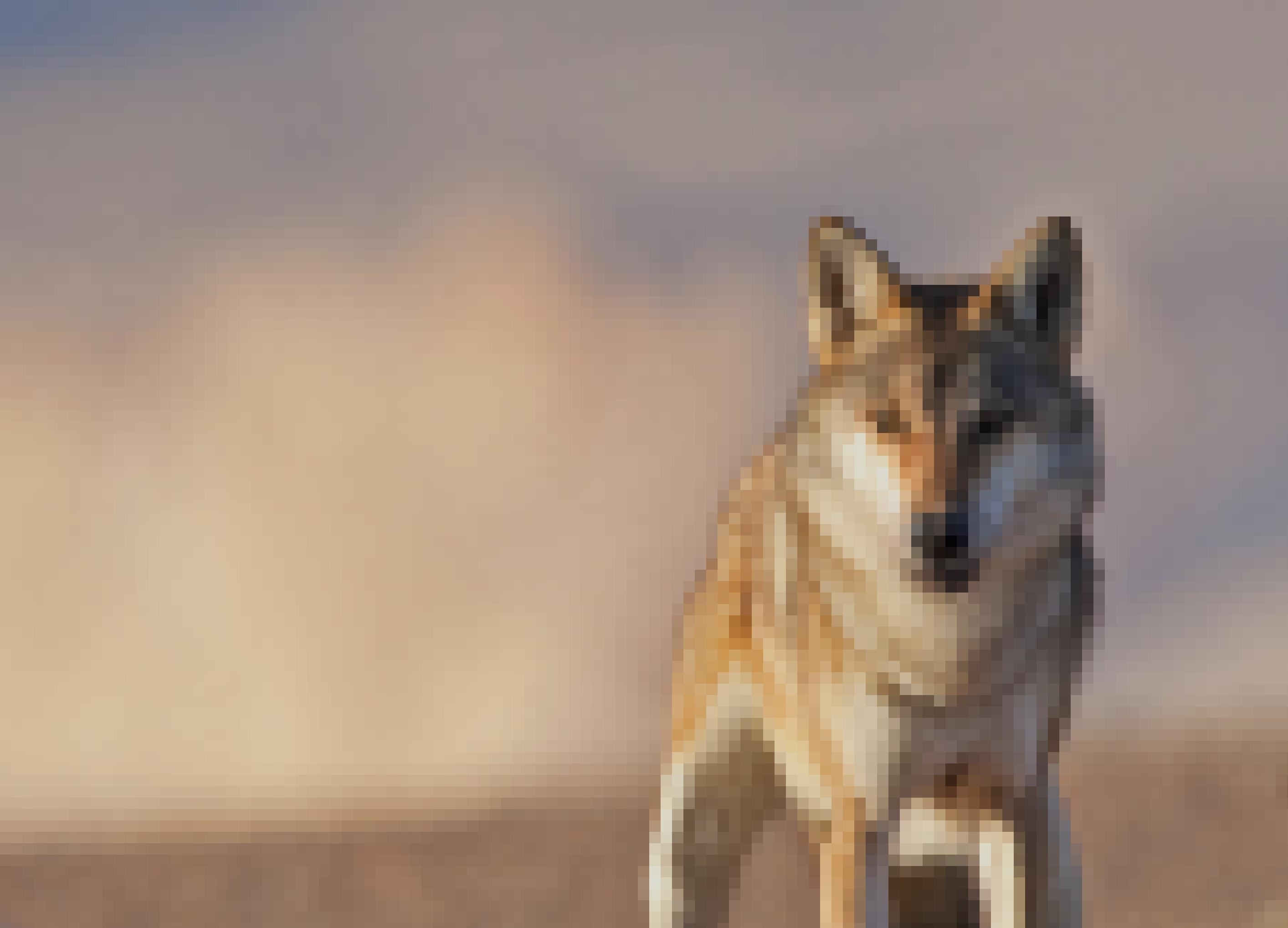 Porträt eines Wolfs, der in die Kamera blickt