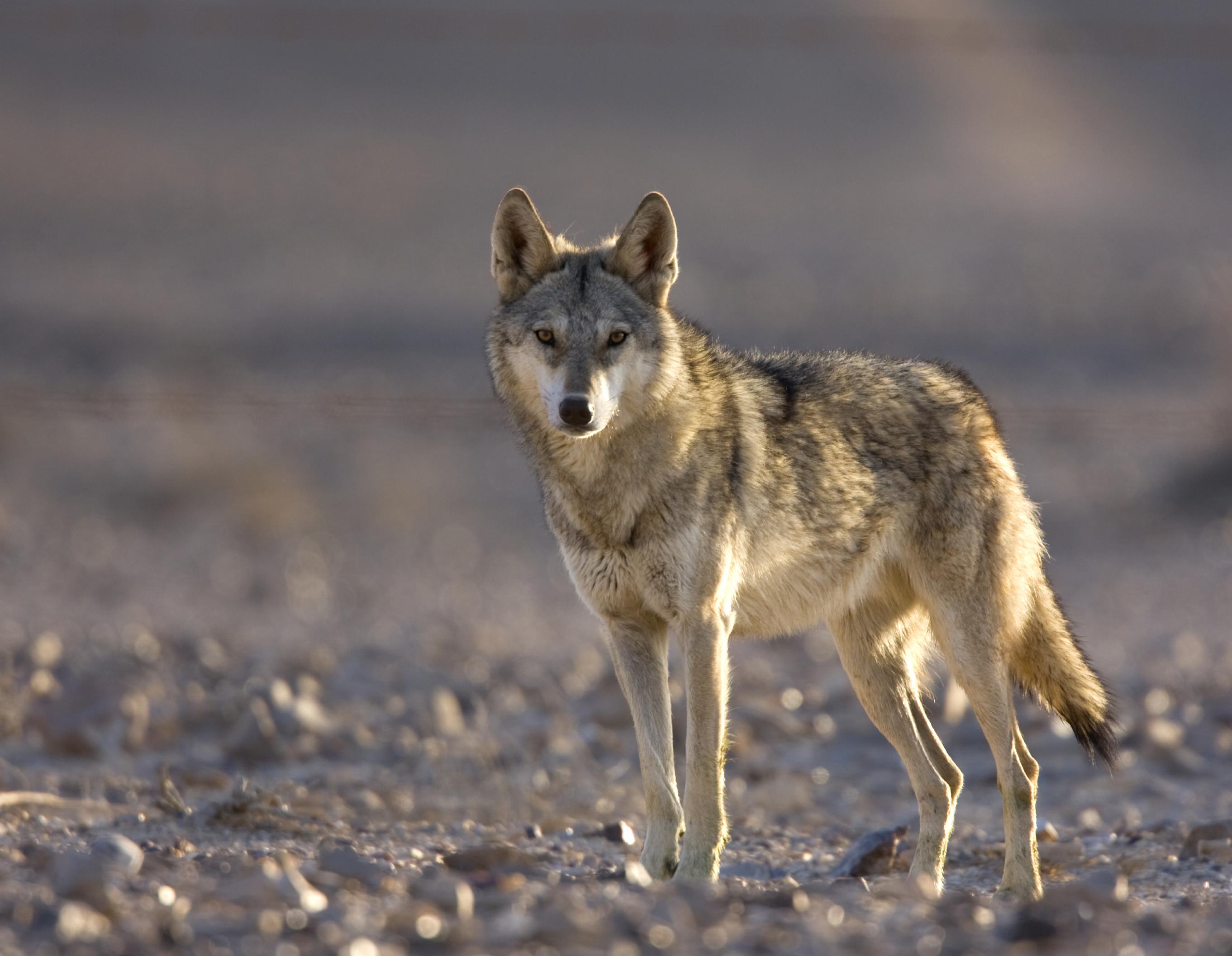 Ein Wolf blickt den Fotografen an