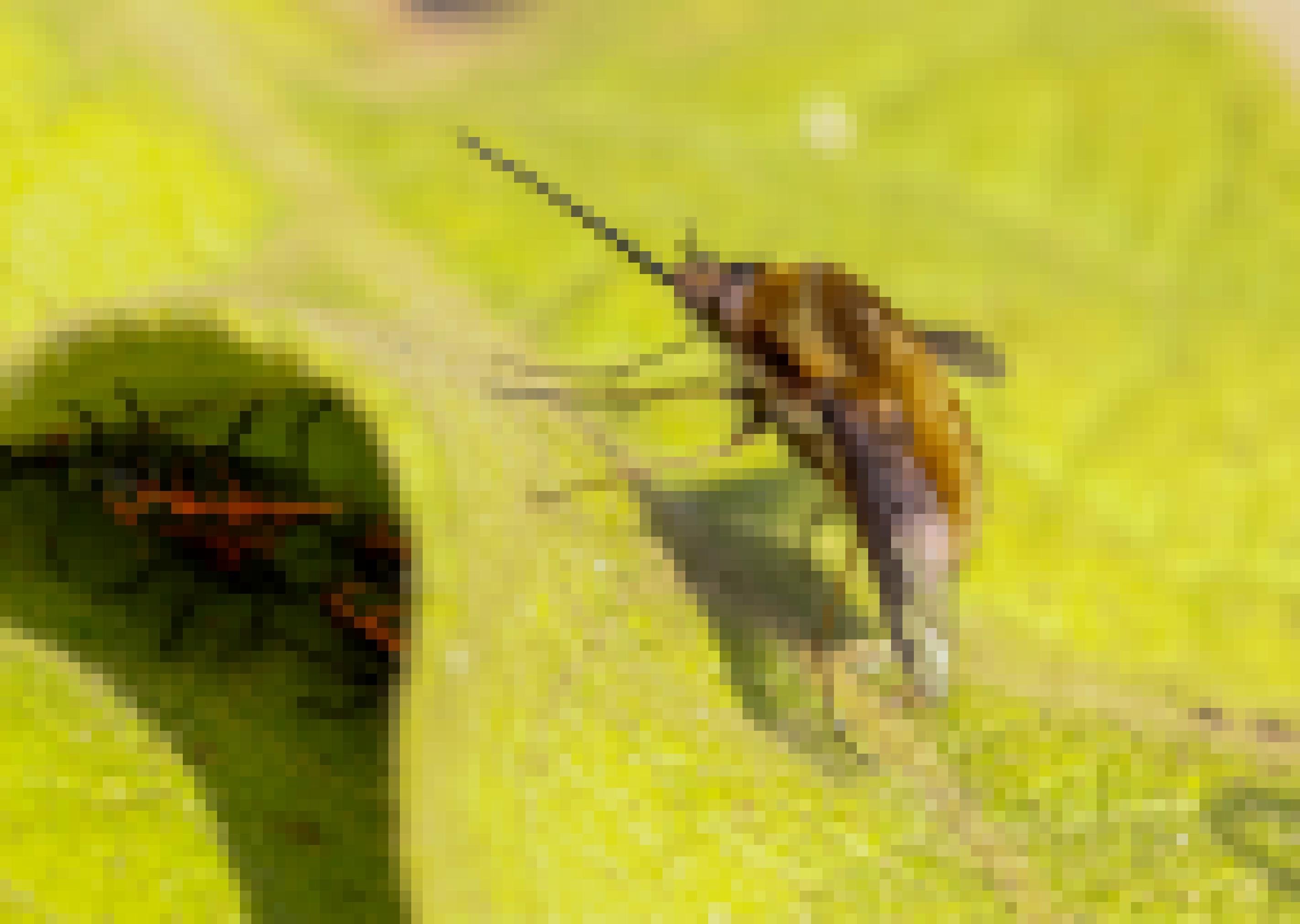 Ein Insekt mit beigem Pelz und langem Rüssel sitzt auf einem Blatt. Darunter verstecken sich rot-schwarze Wanzen.