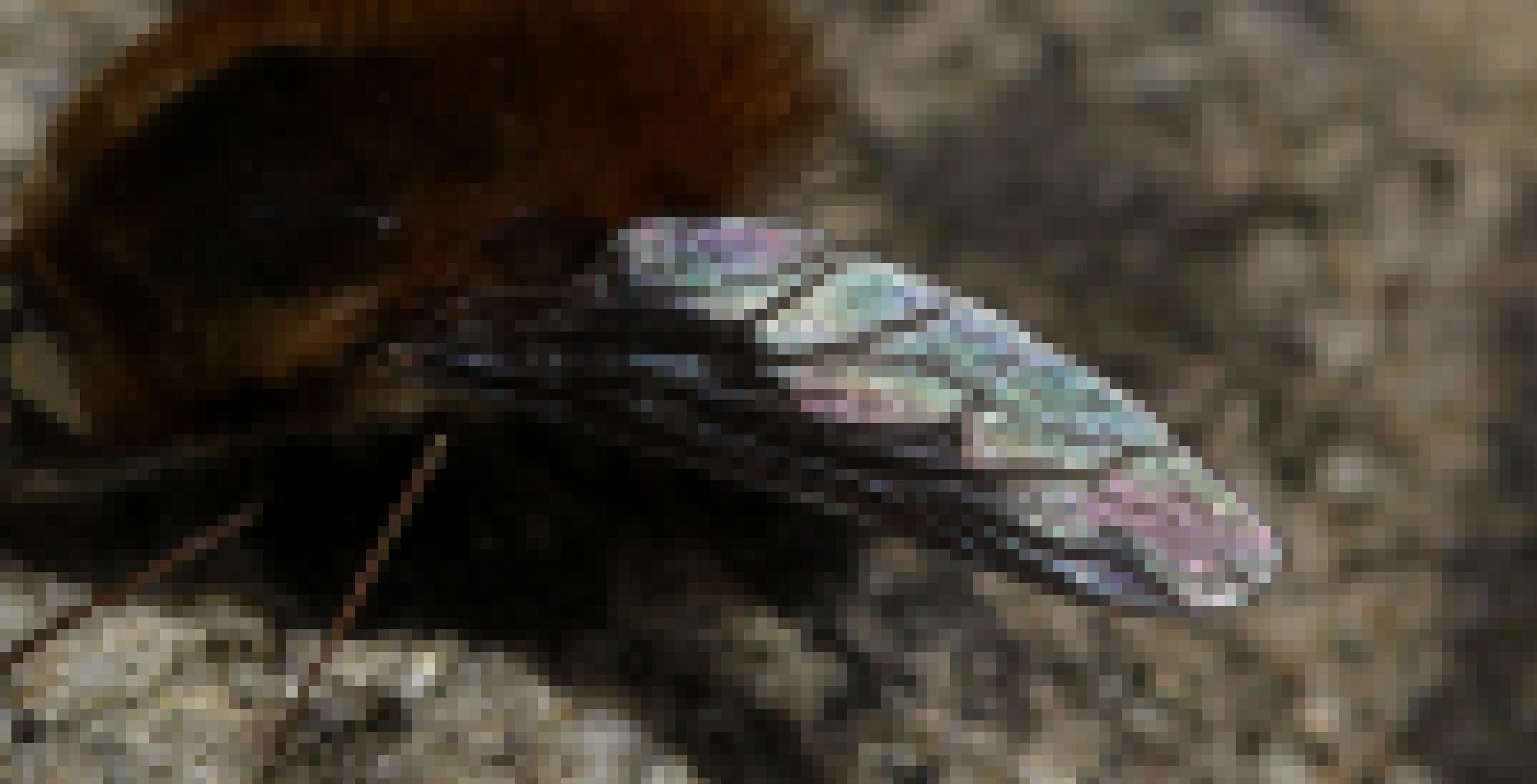 Ein Regenbogenmuster auf eine Fliegenflügel.