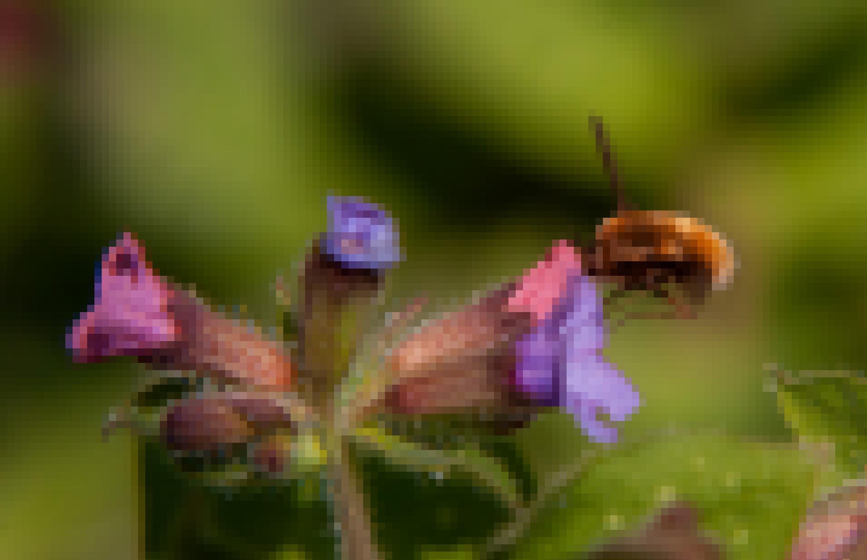 Ein beigebraunes Insekt schwebt vor einer rosa-violetten Blüte. Die Flügel sind kaum zu sehen, so schnell bewegt es sie. Der Rüssel steckt in der Blume.