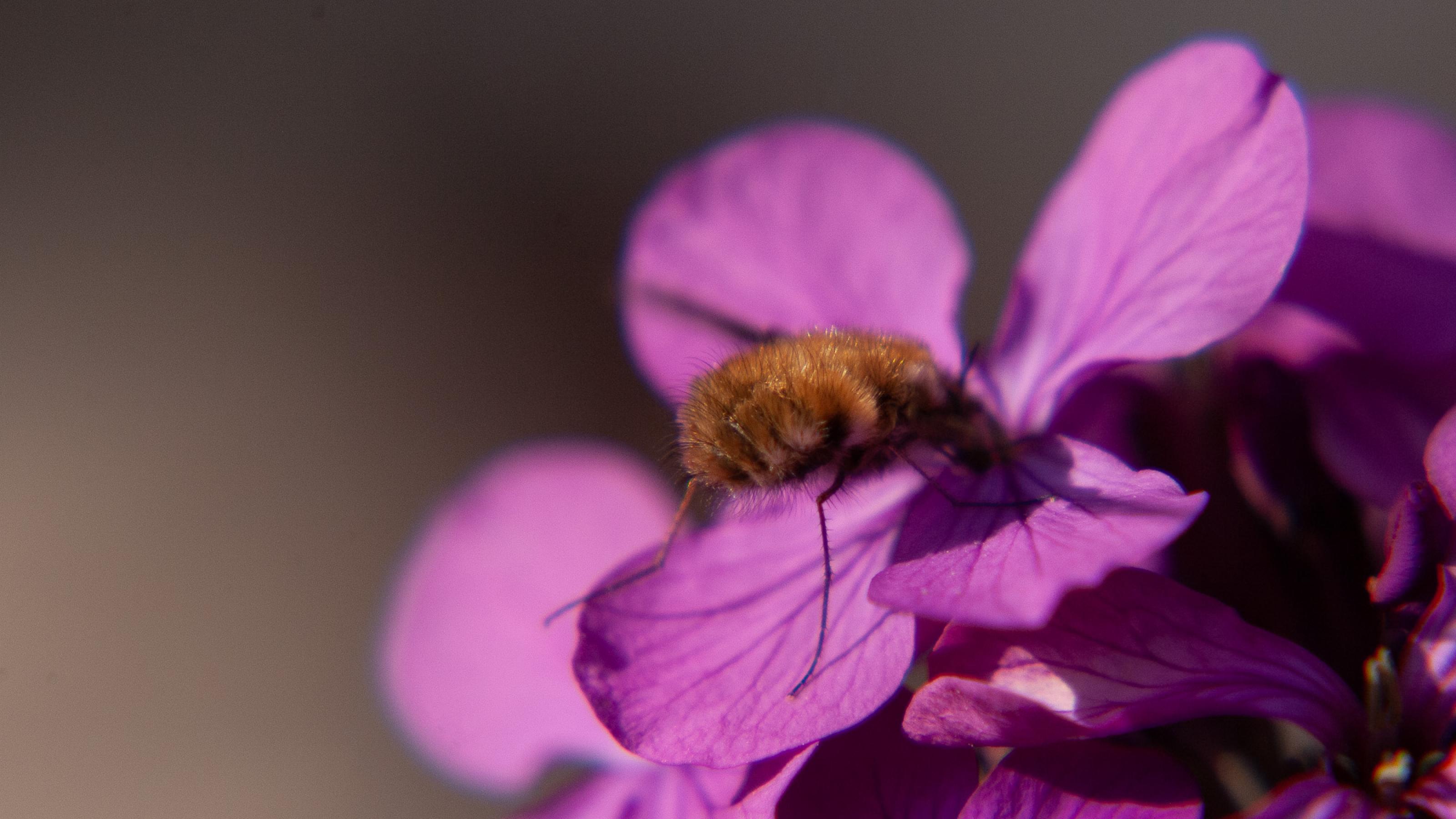 Ein braunes Insekt schwebt vor einer rosa Blüte.
