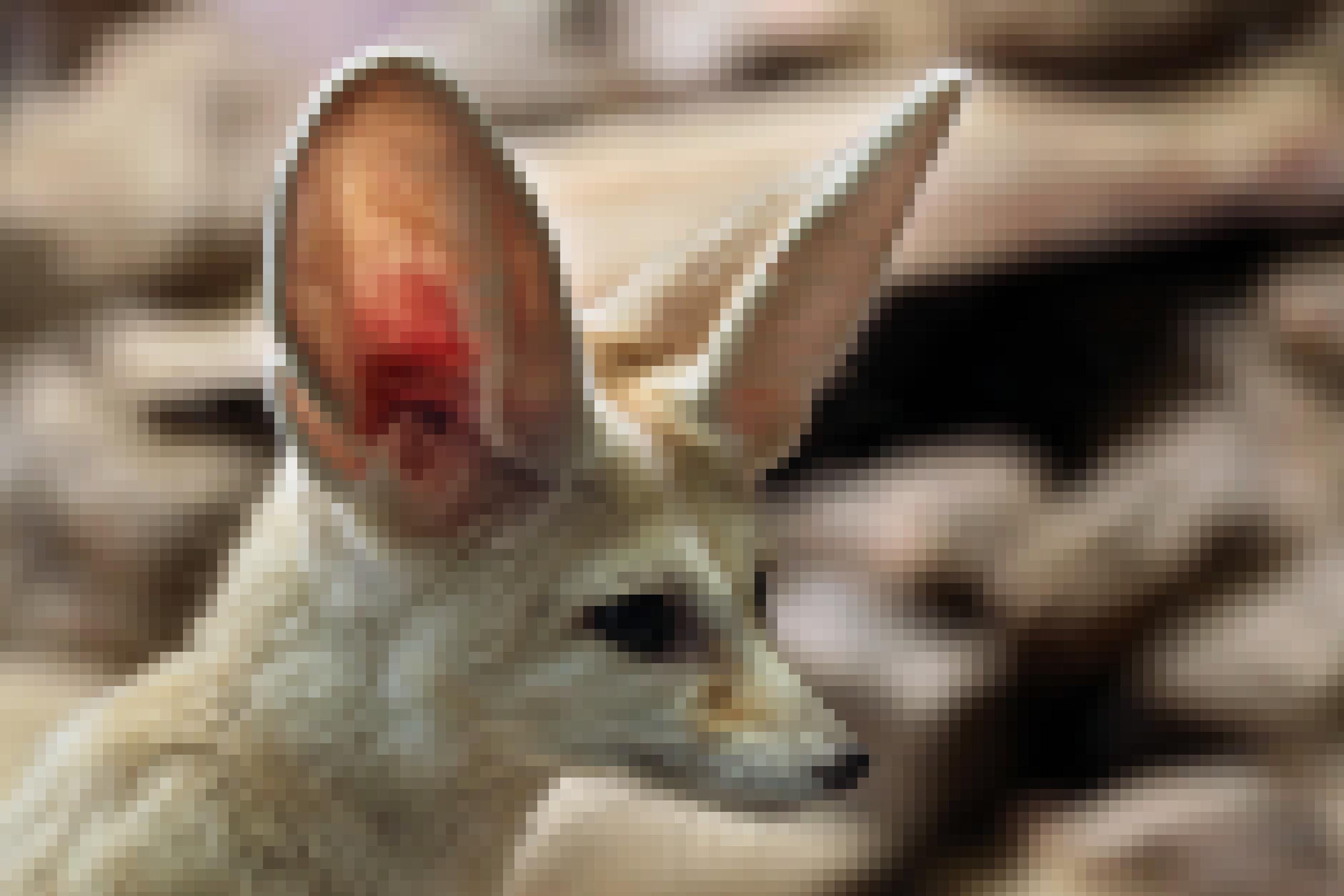 Kopf eines Wüstenfuchses mit weit abstehenden Ohren.