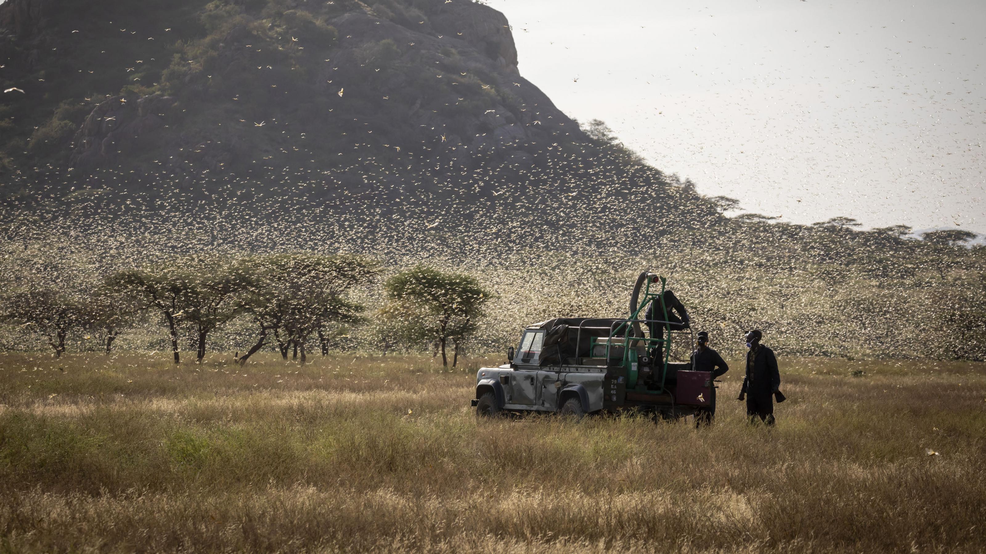 Ein Schwarm von Wüstenheuschrecken im Norden Kenias. Ein Team der FAO ist mit einem Auto unterwegs und prüft den Erfolg eines Sprüheinsatzes aus der Luft. Der Schwarm fliegt auf, die Insekten glänzen im Gegenlicht.