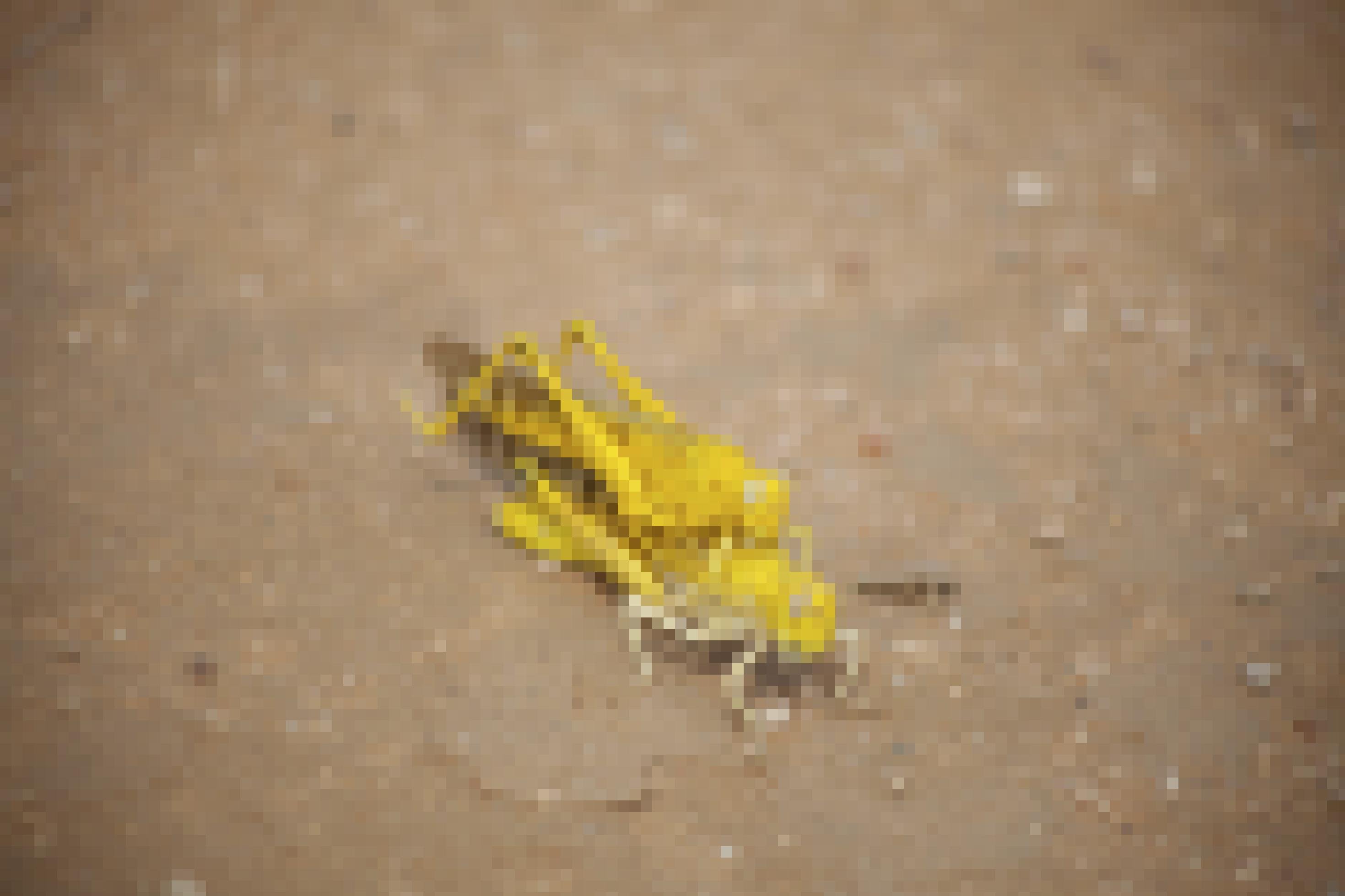 Wüstenheuschrecken bei der Paarung. Somaliland, Somalia