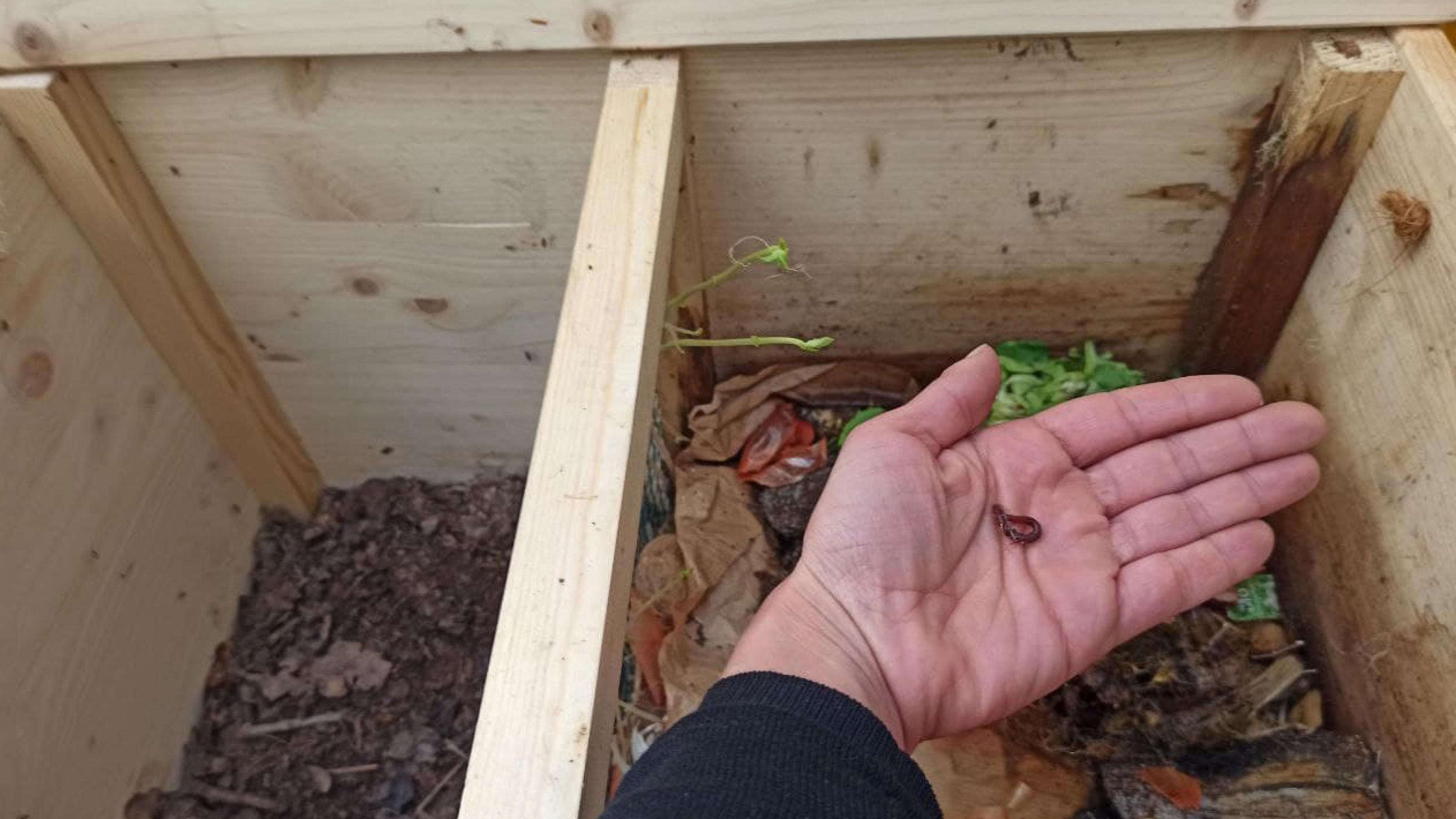 Blick in eine Holzkiste mit zwei Abteilen, eins mit Humus, eins mit frischen Küchenabfällen. Eine Hand hält einen rotbraunen Wurm.