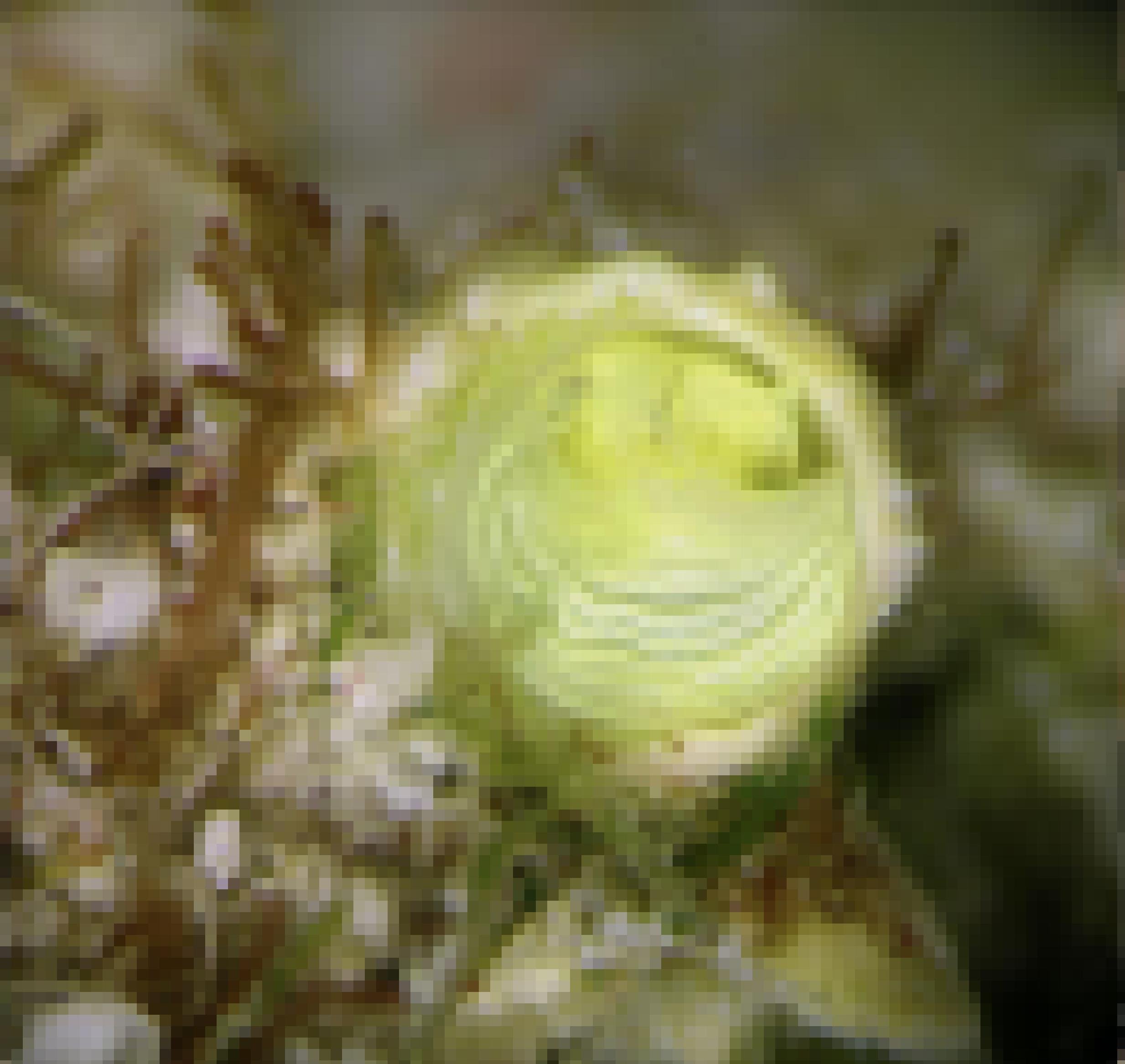 Unterwasserfoto einer Schnecke der Art Cayo galbinus, die limettengrün gefärbt ist. Zu sehen ist der Kopf, der aus der Röhre guckt.