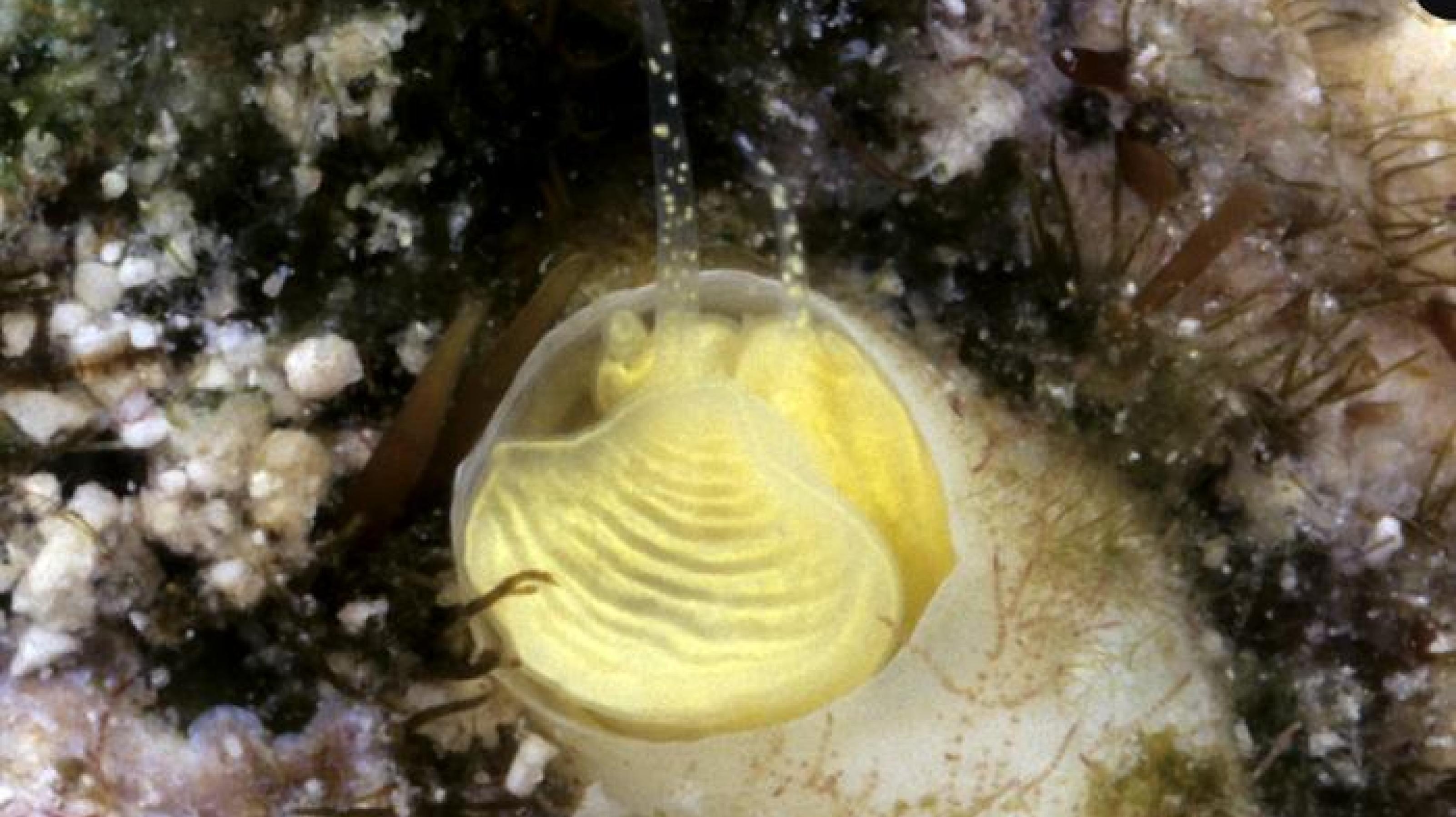 Unterwasserbild mit einer hellgelben Schnecke in einer beigen Röhre, von der nur der Kopf mit zwei Tentakel zu sehen ist.
