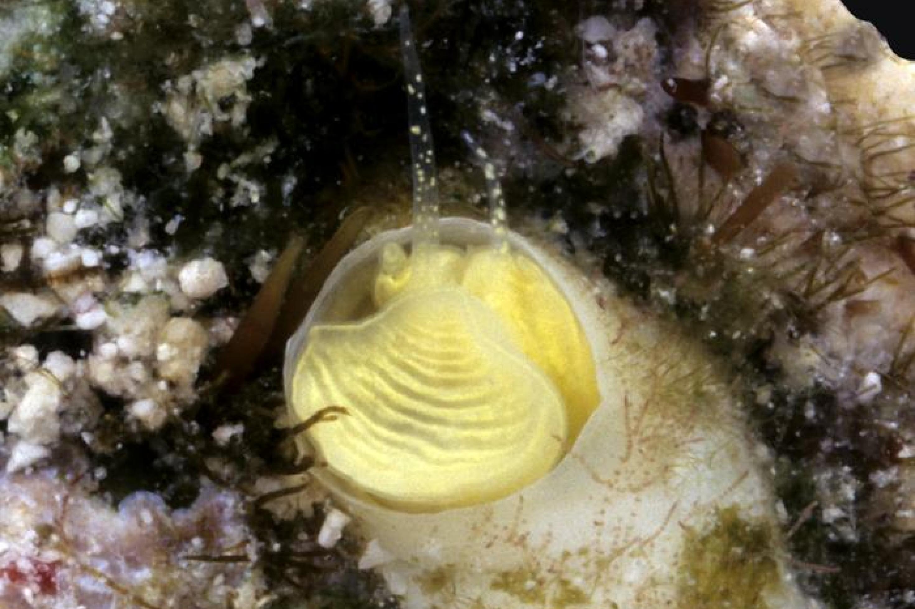 Unterwasserbild mit einer hellgelben Schnecke in einer beigen Röhre, von der nur der Kopf mit zwei Tentakel zu sehen ist.