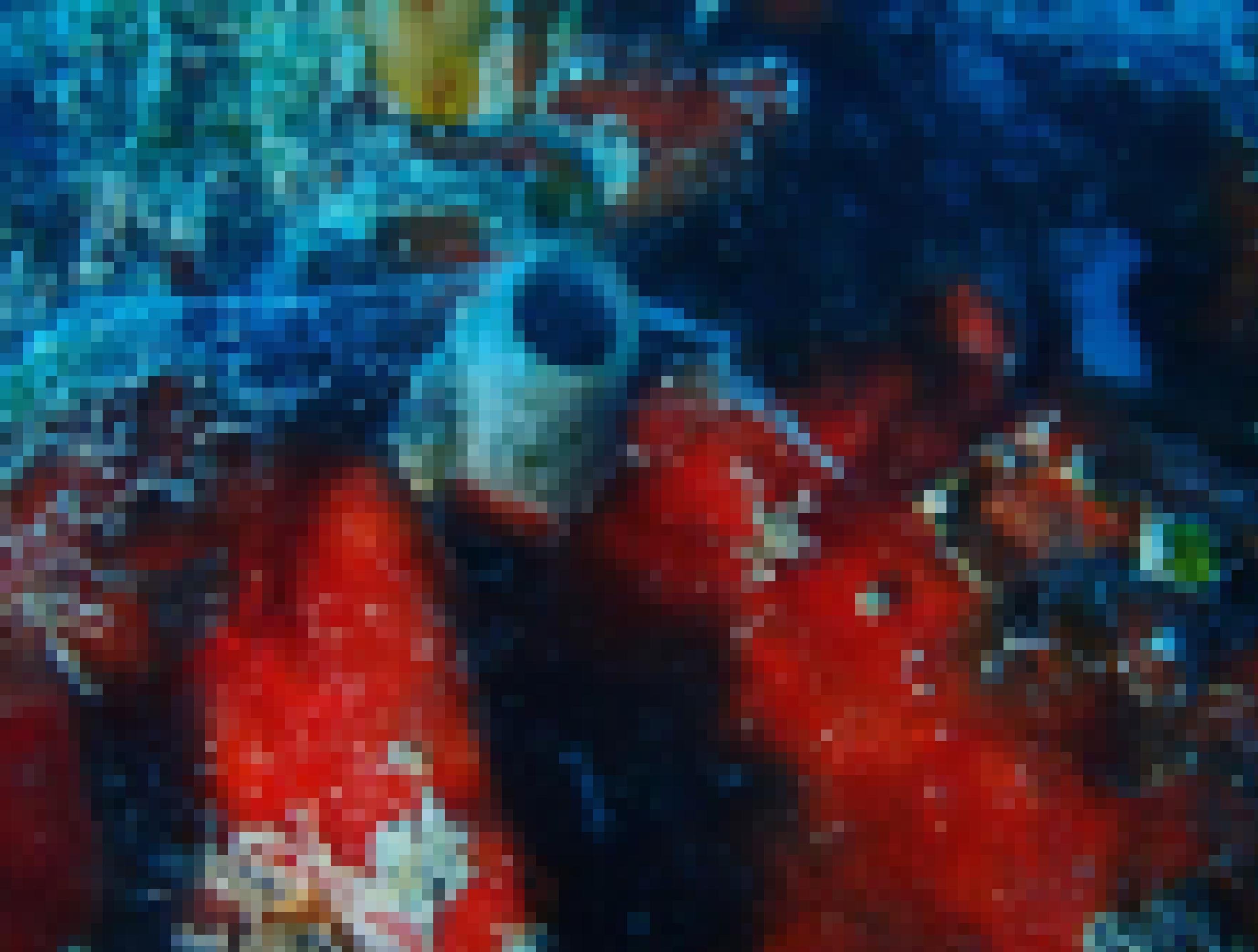 Unterwasserfoto mit verschiedenen Meereslebewesen. In der Mitte die bläuliche Röhre einer Wurmschnecke, um die ein Schleimnetz aufgespannt ist.