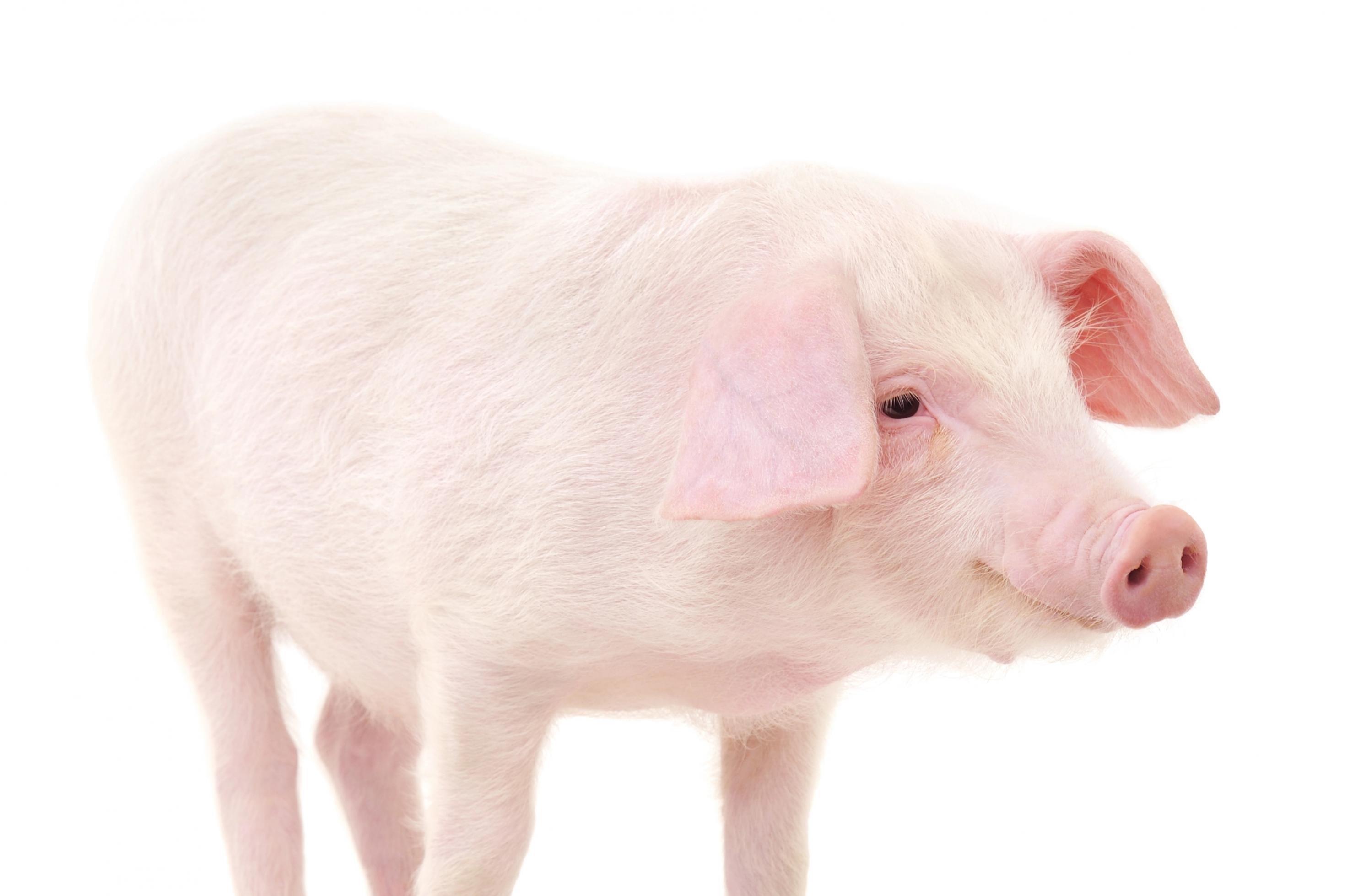 Ein hellrosa Ferkel steht vor einer weißen Wand.