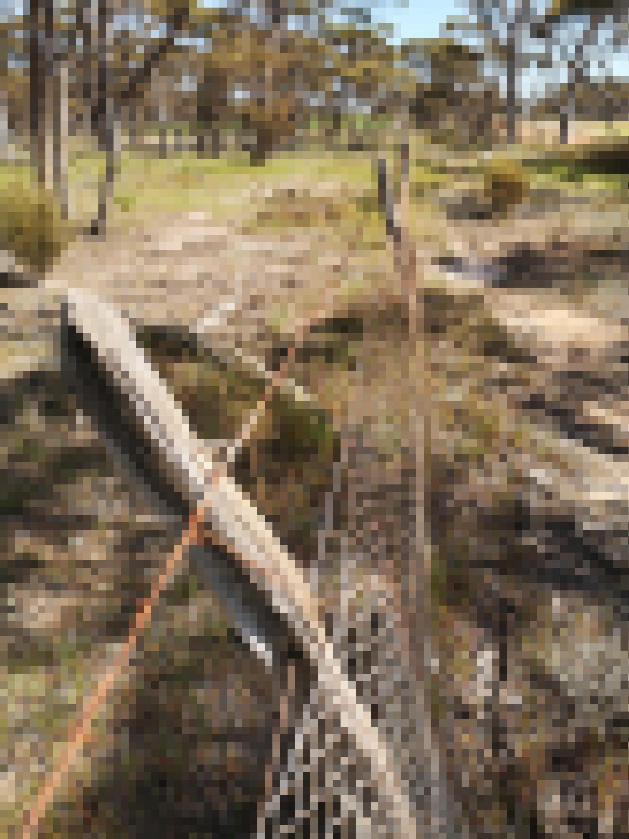 Ein alter  hüfthoher Zaun an groben Holzpfosten verläuft vom Vorderund durch eine Landschaft mit lockerem Baumbewuchs.