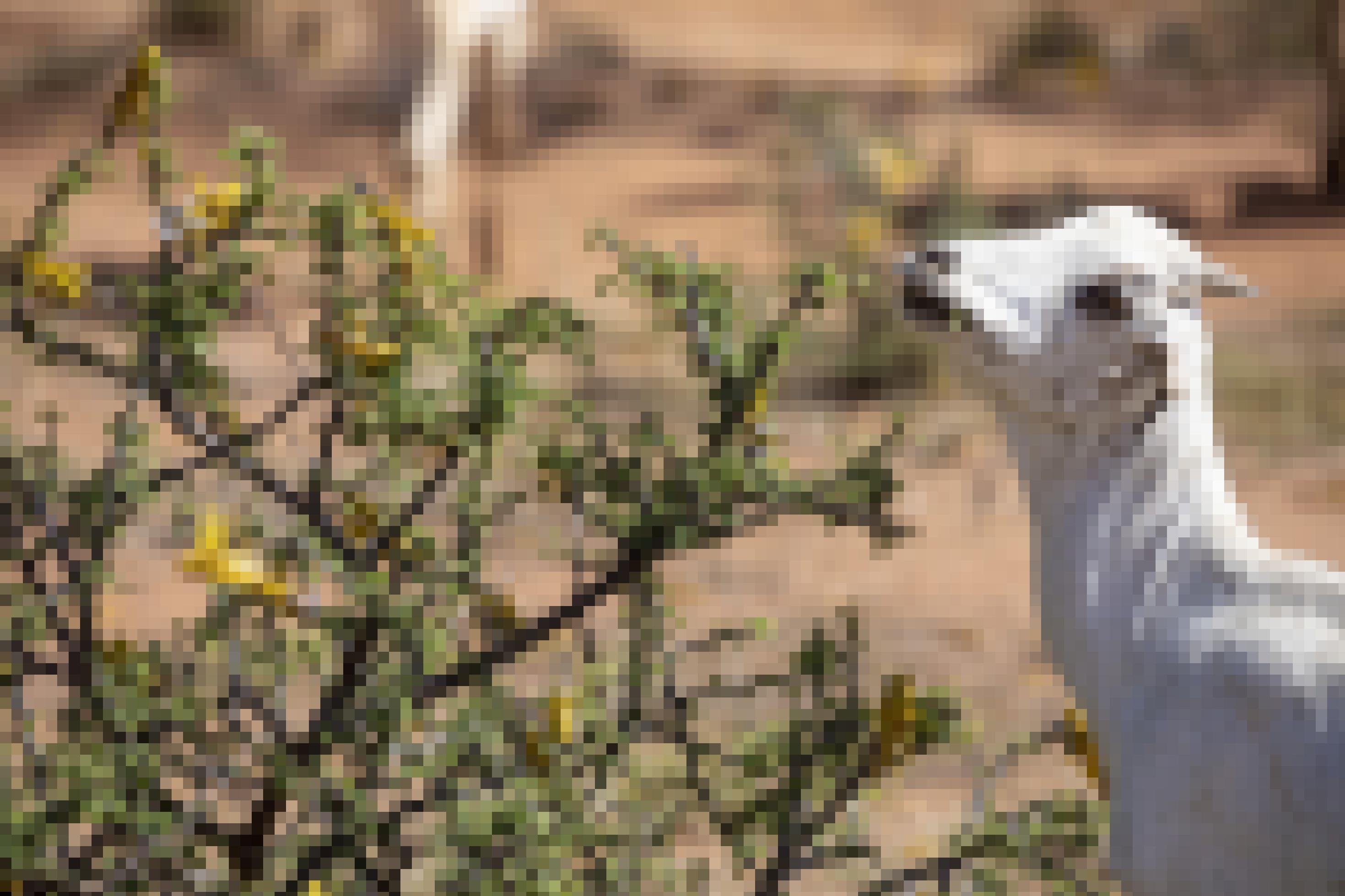 In Nordkenia knabbert eine Ziege an einem Busch, den Wüstenheuschrecken befallen haben.