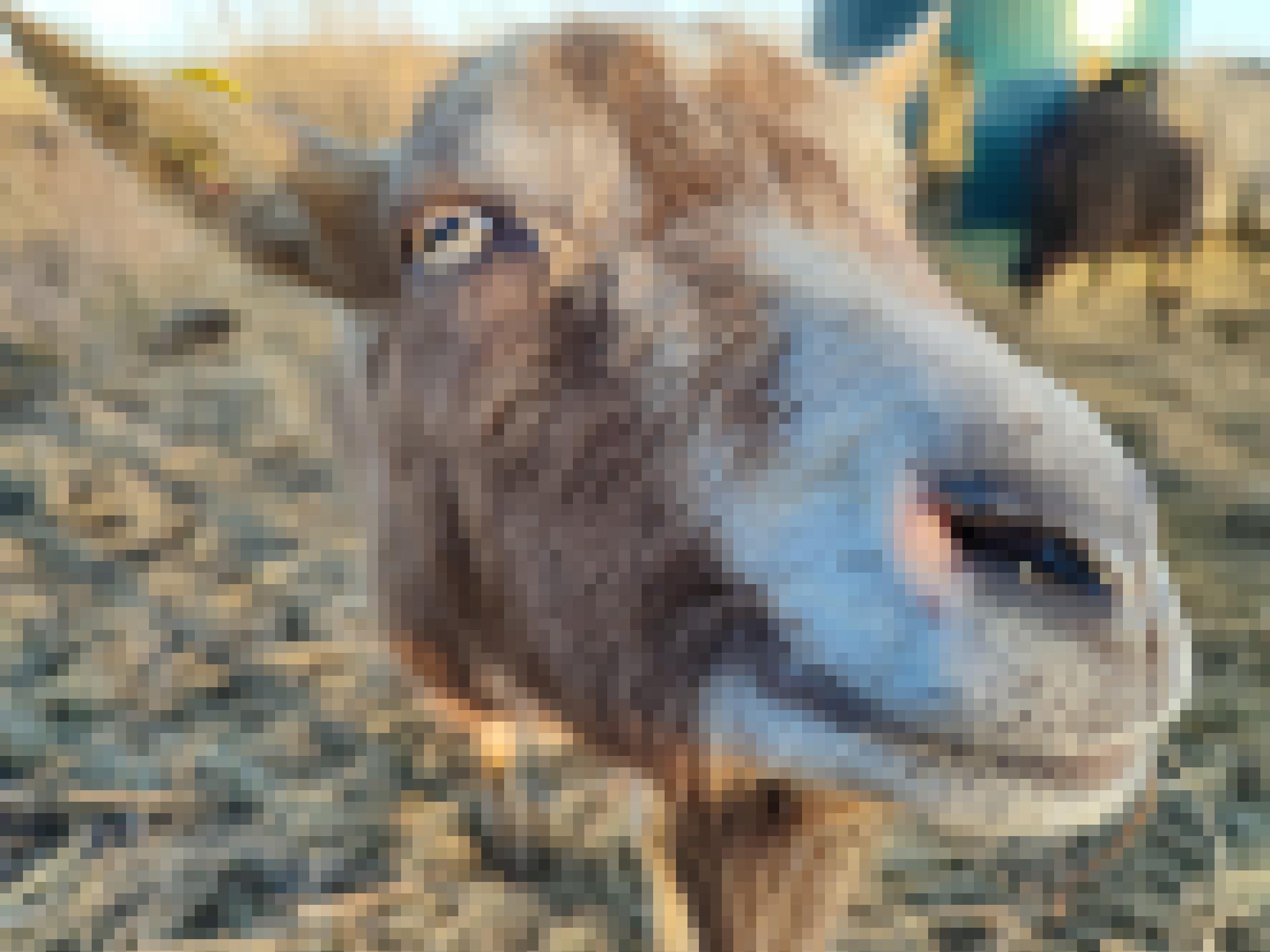 Eine Ziege mit sandfarbenen Fell, gelb-grünen Augen und der typischen rechteckigen Pupille