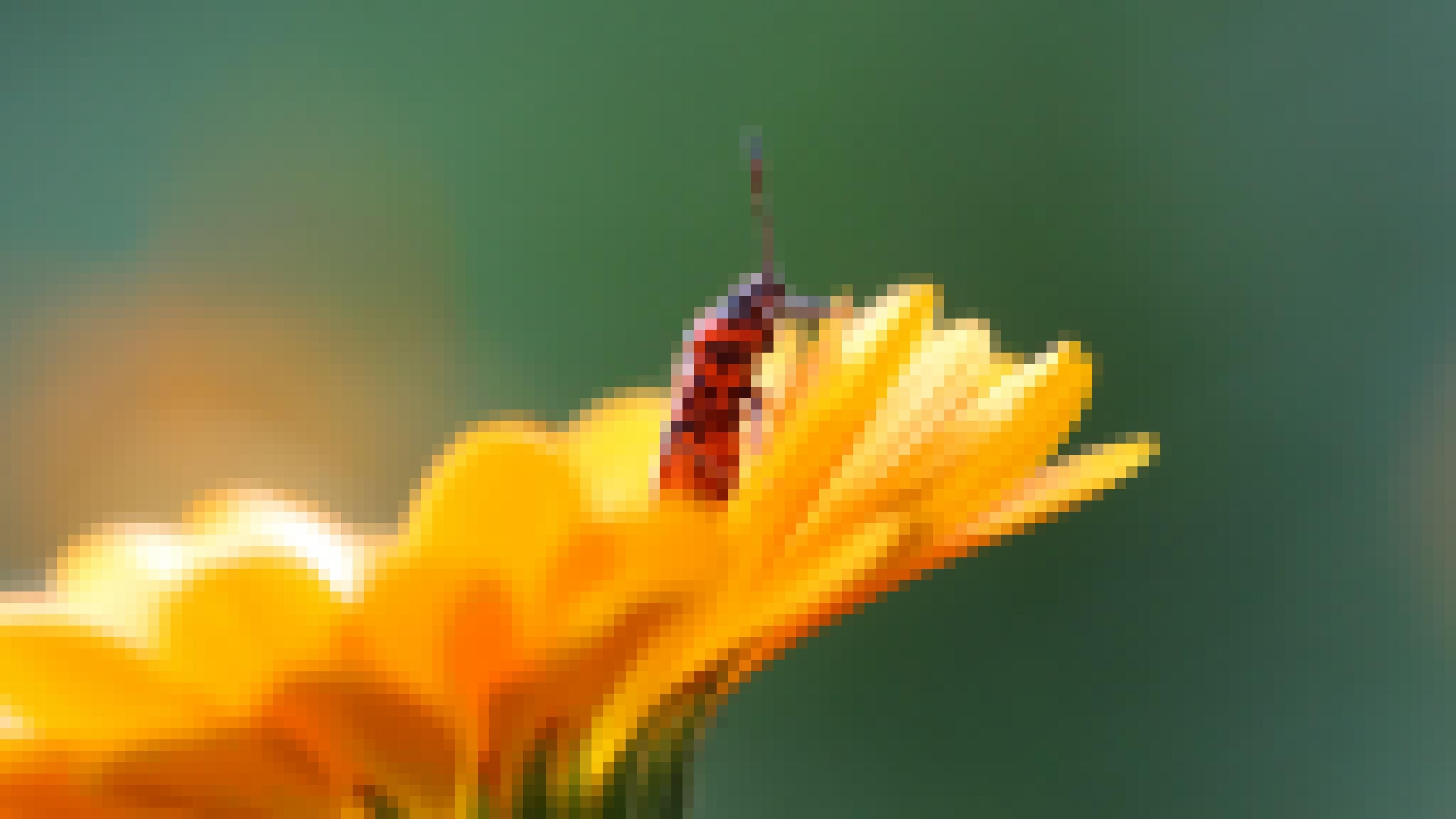 Ein rot-schwarz gezeichnetes Insekt sitzt auf einer orangefarbenen Blüte